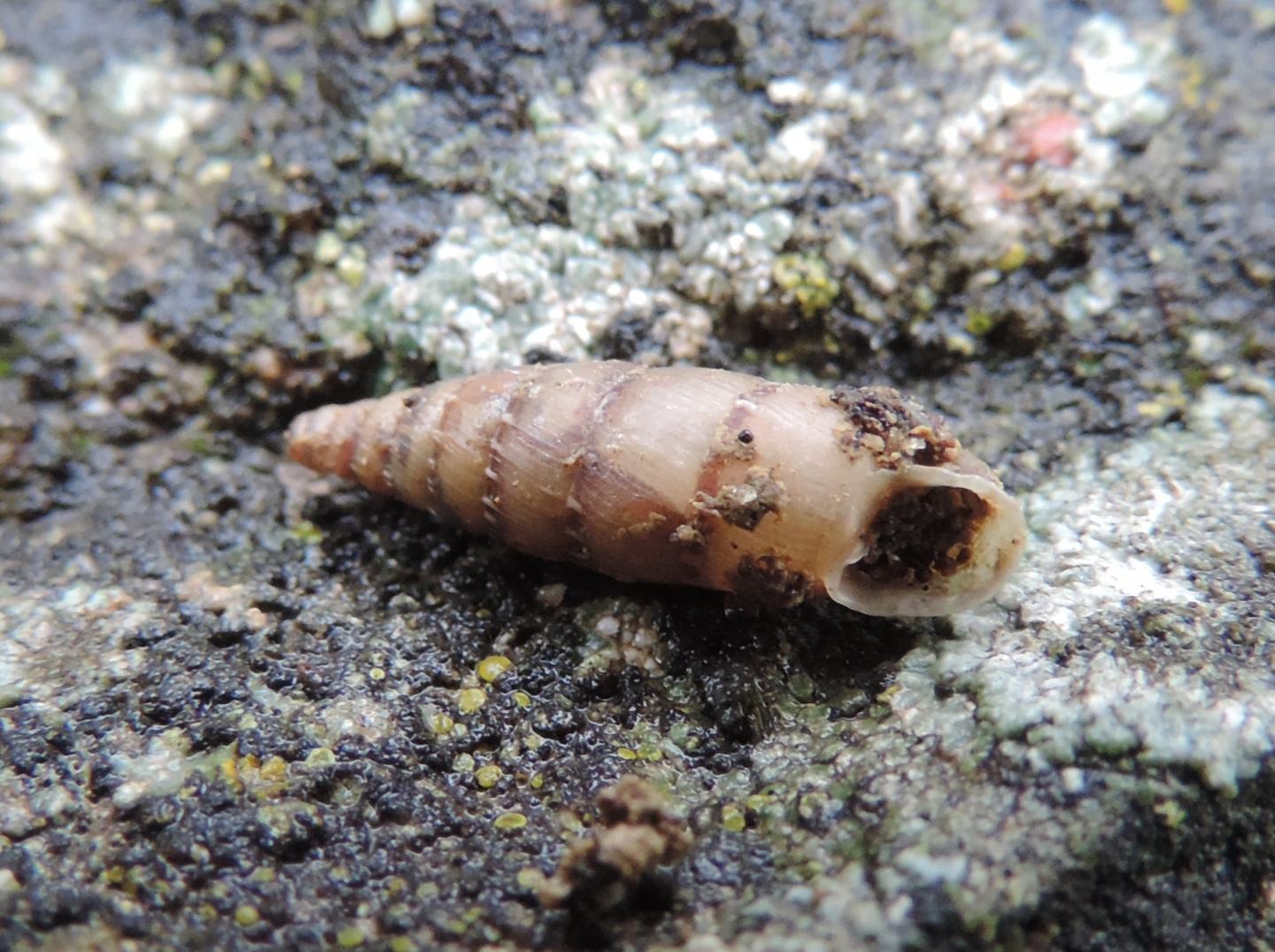 piccolo mollusco da identificare