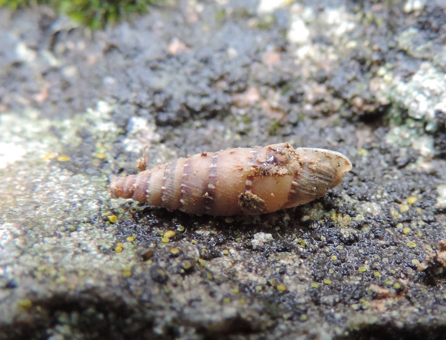 piccolo mollusco da identificare