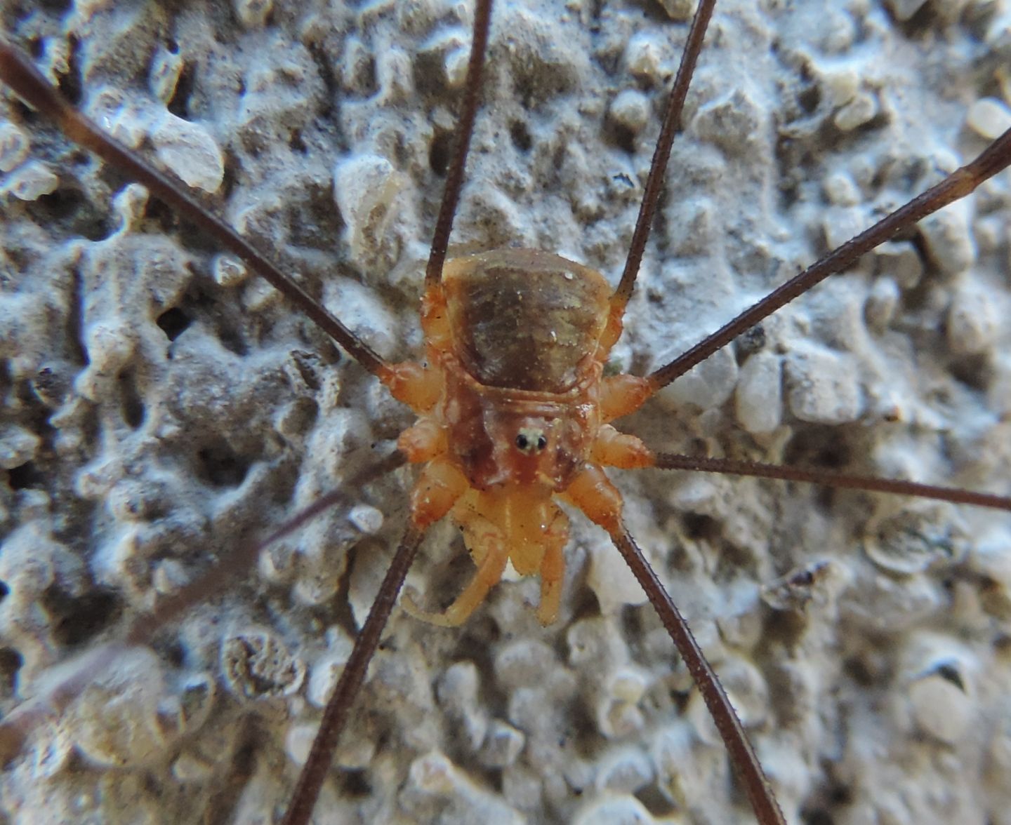 Opilio canestrinii ♂ - Phalangiidae