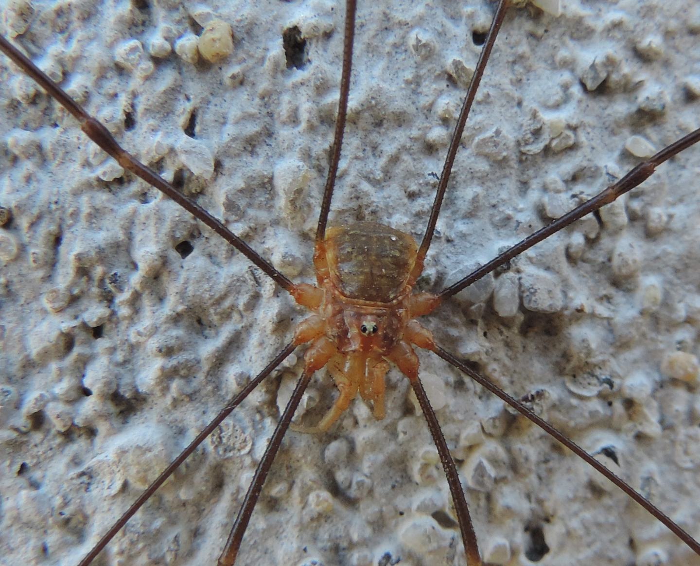 Opilio canestrinii ♂ - Phalangiidae