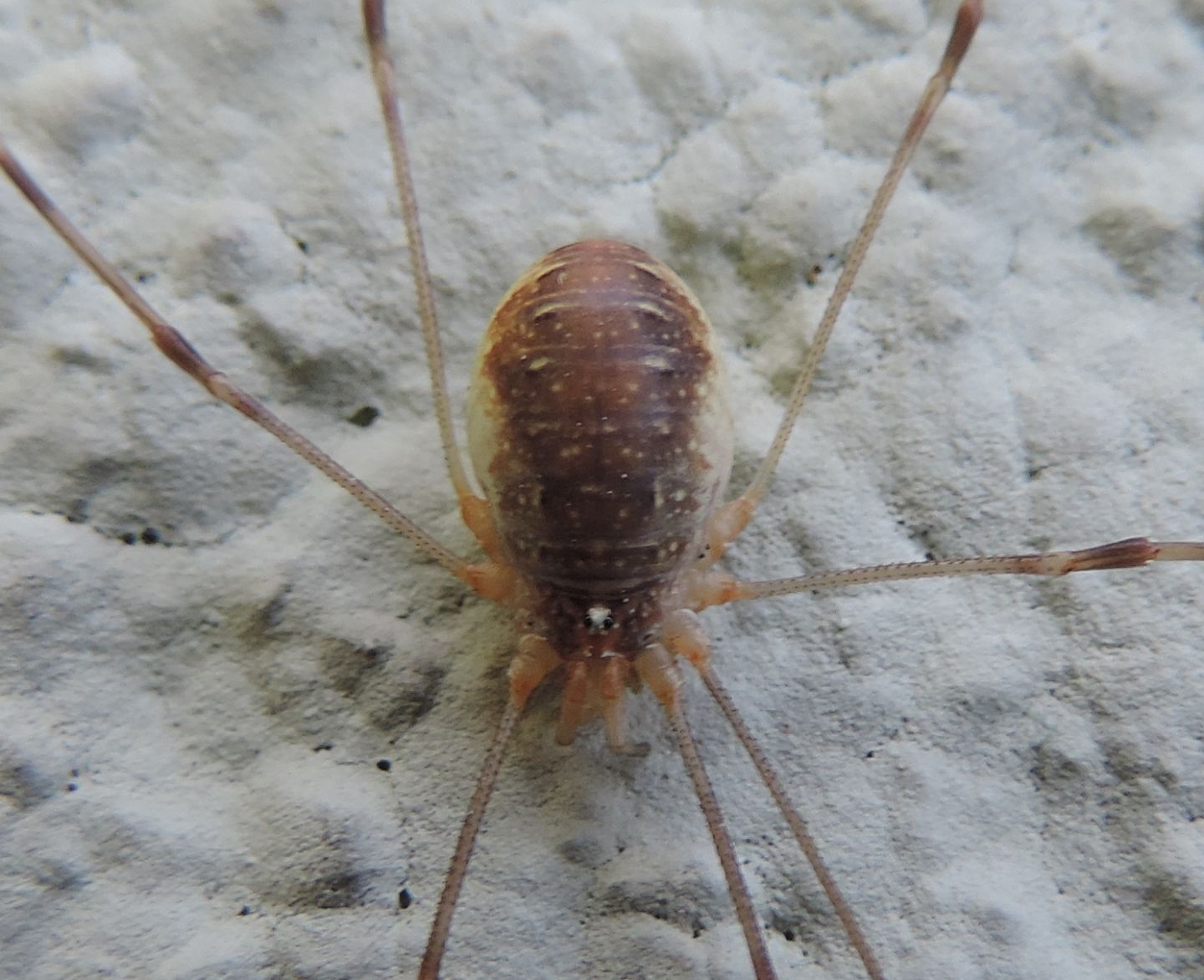 Opilio canestrinii ♀ - Phalangiidae