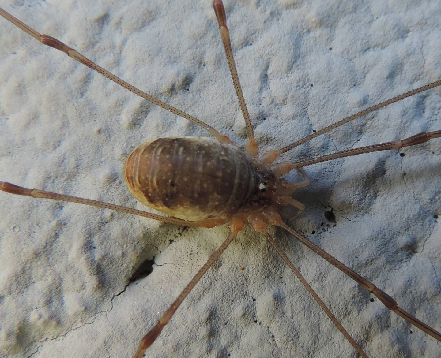 Opilio canestrinii ♀ - Phalangiidae