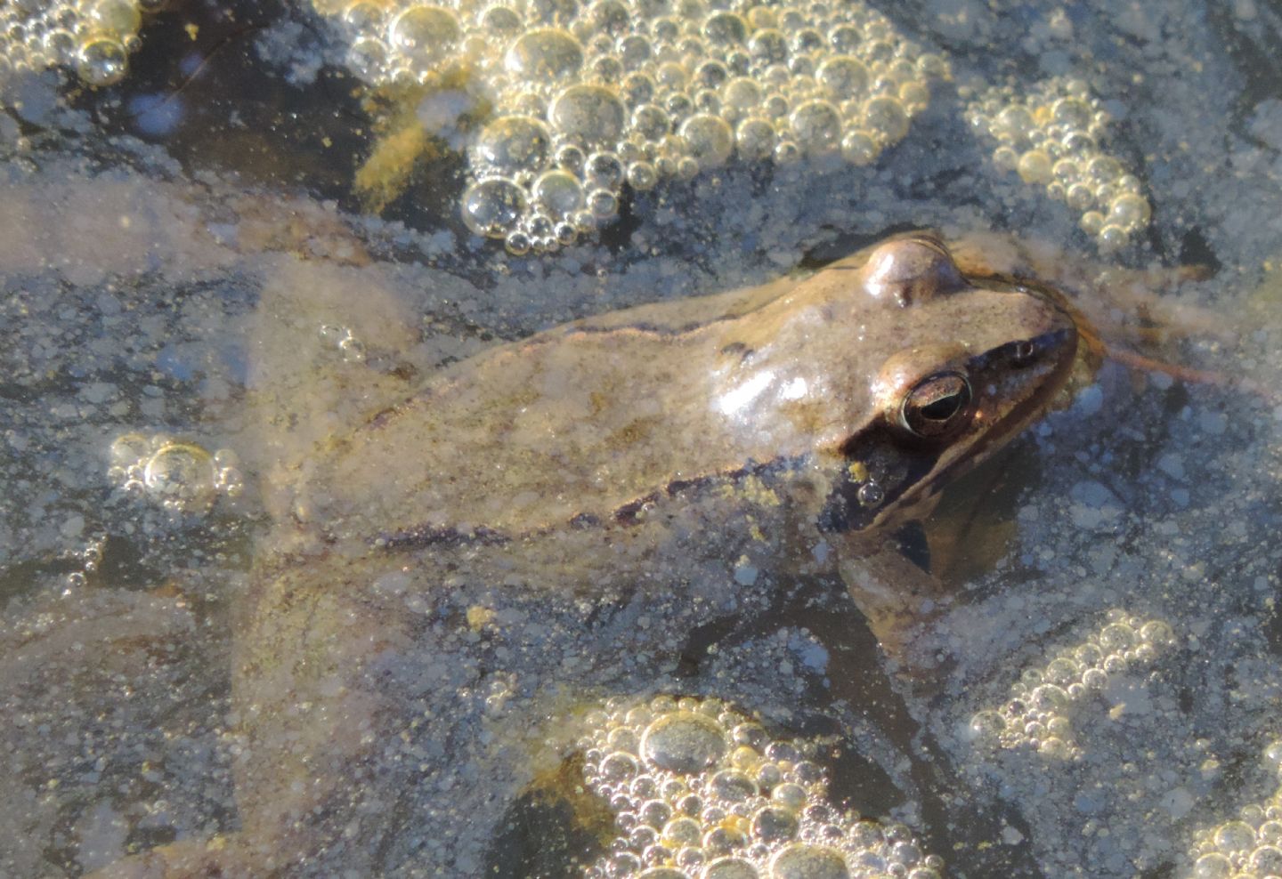 Rana rossa da identificare - Rana dalmatina