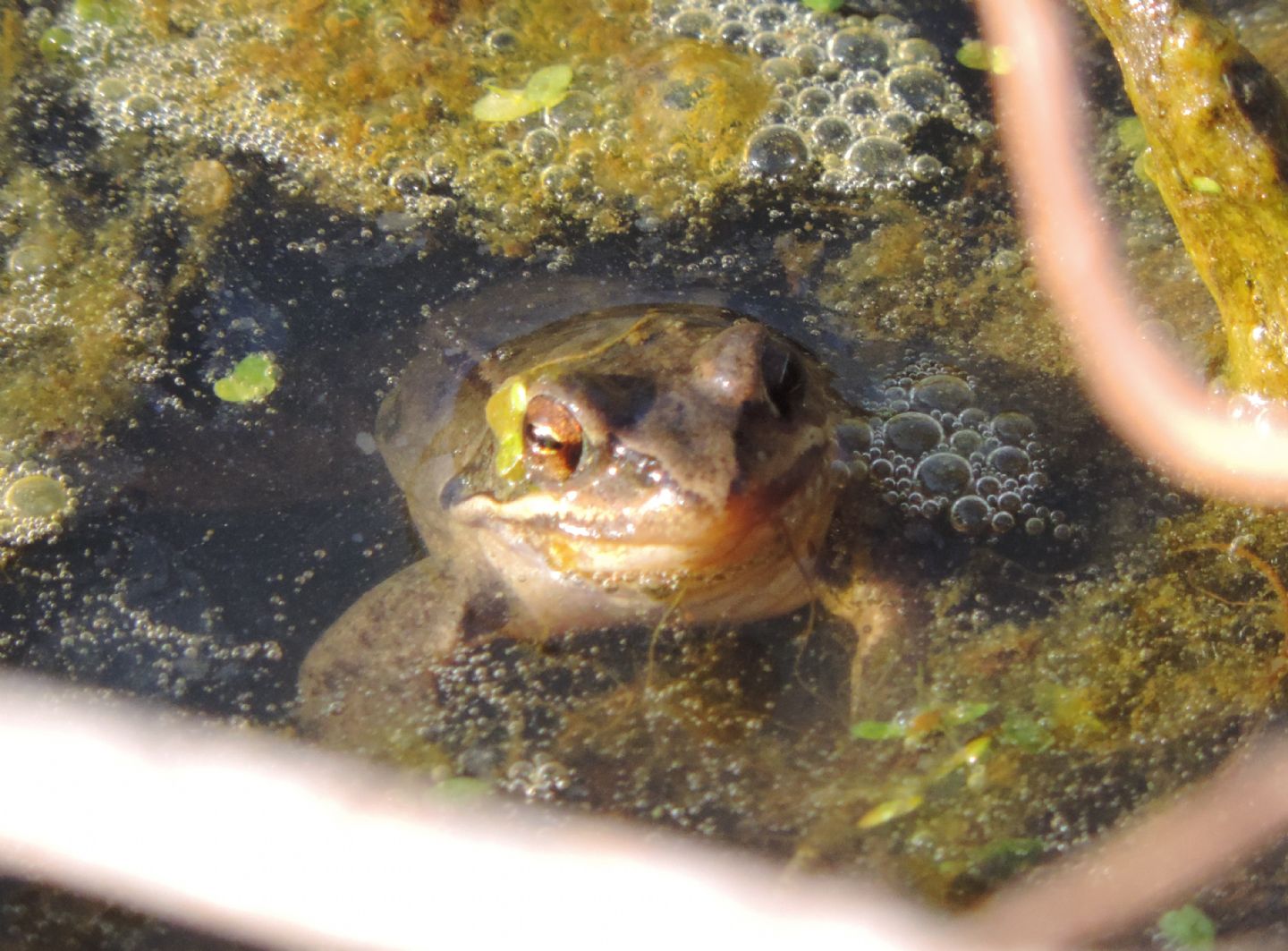 Rana rossa da identificare - Rana dalmatina