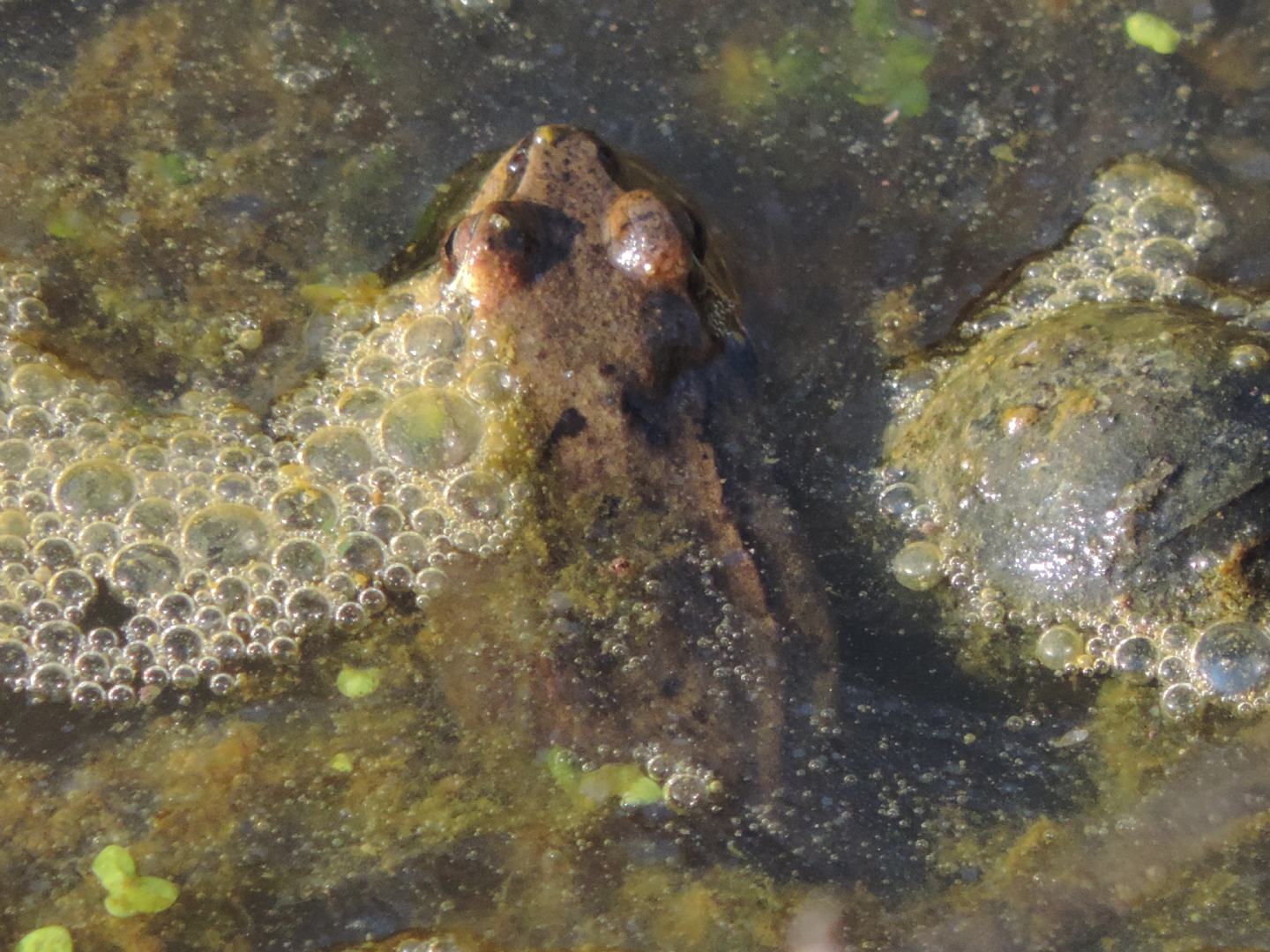 Rana rossa da identificare - Rana dalmatina