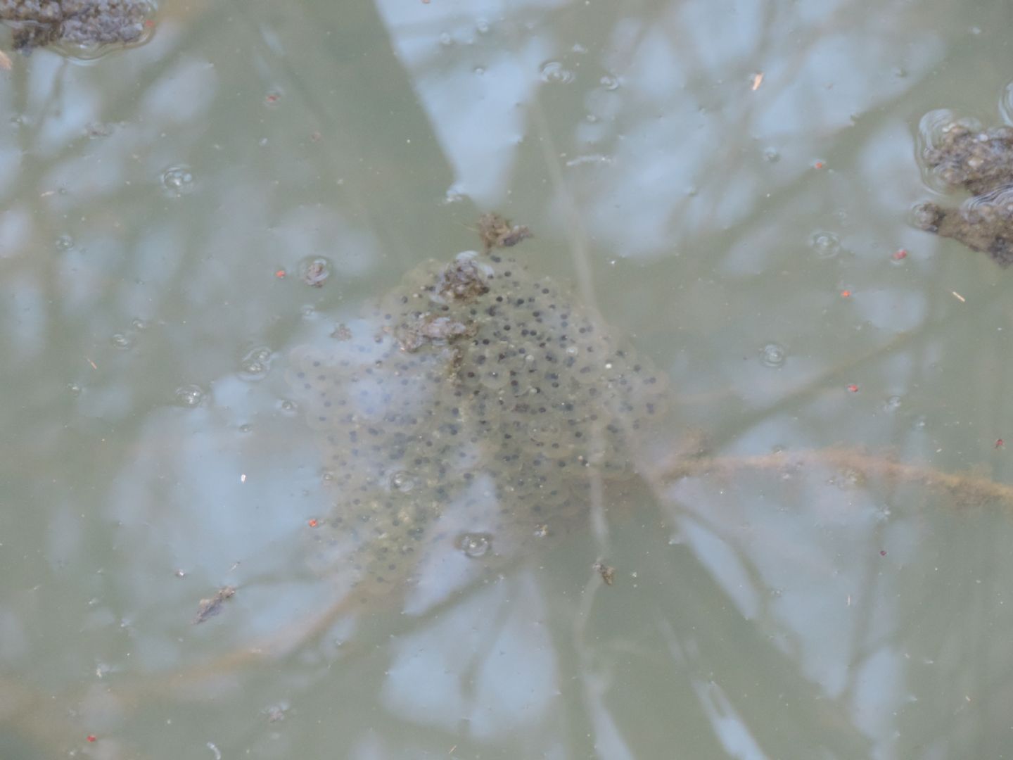 Rana rossa da identificare - Rana dalmatina