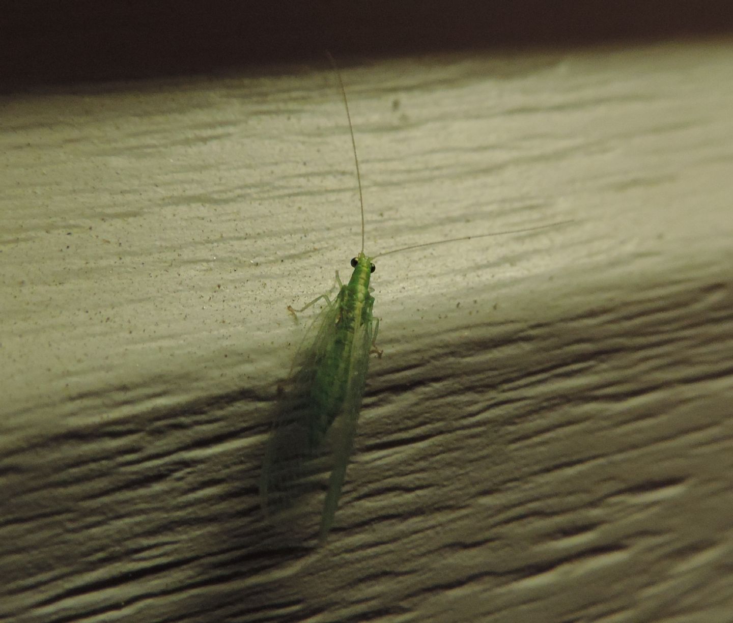 Chrysopidae corso da identificare