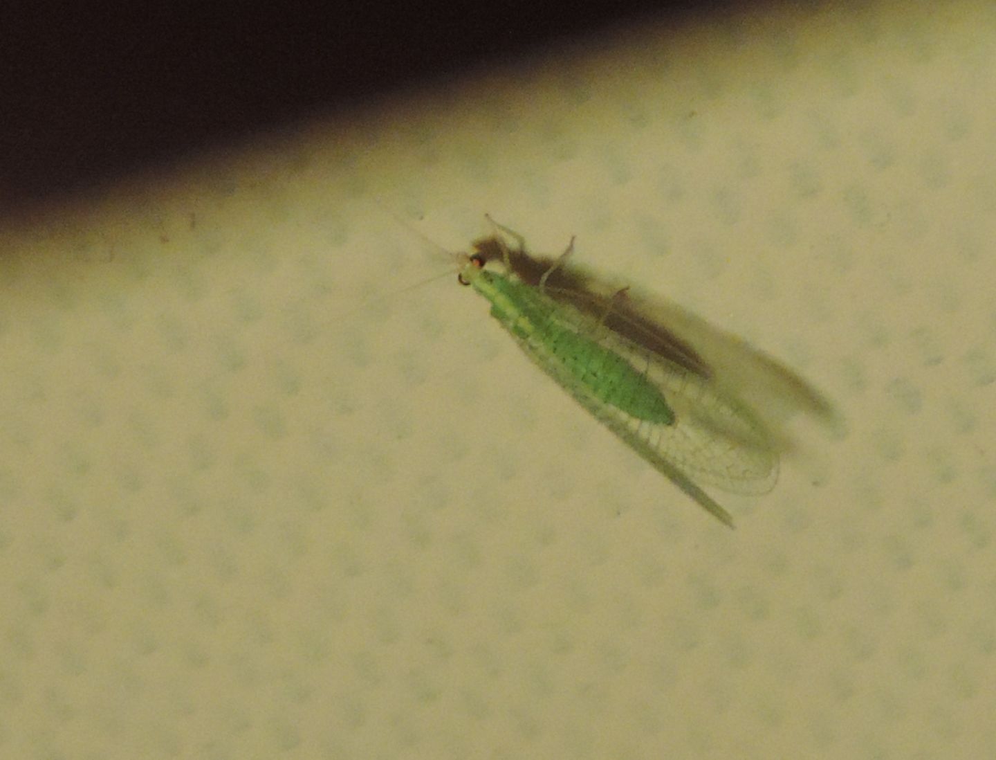 Chrysopidae corso da identificare