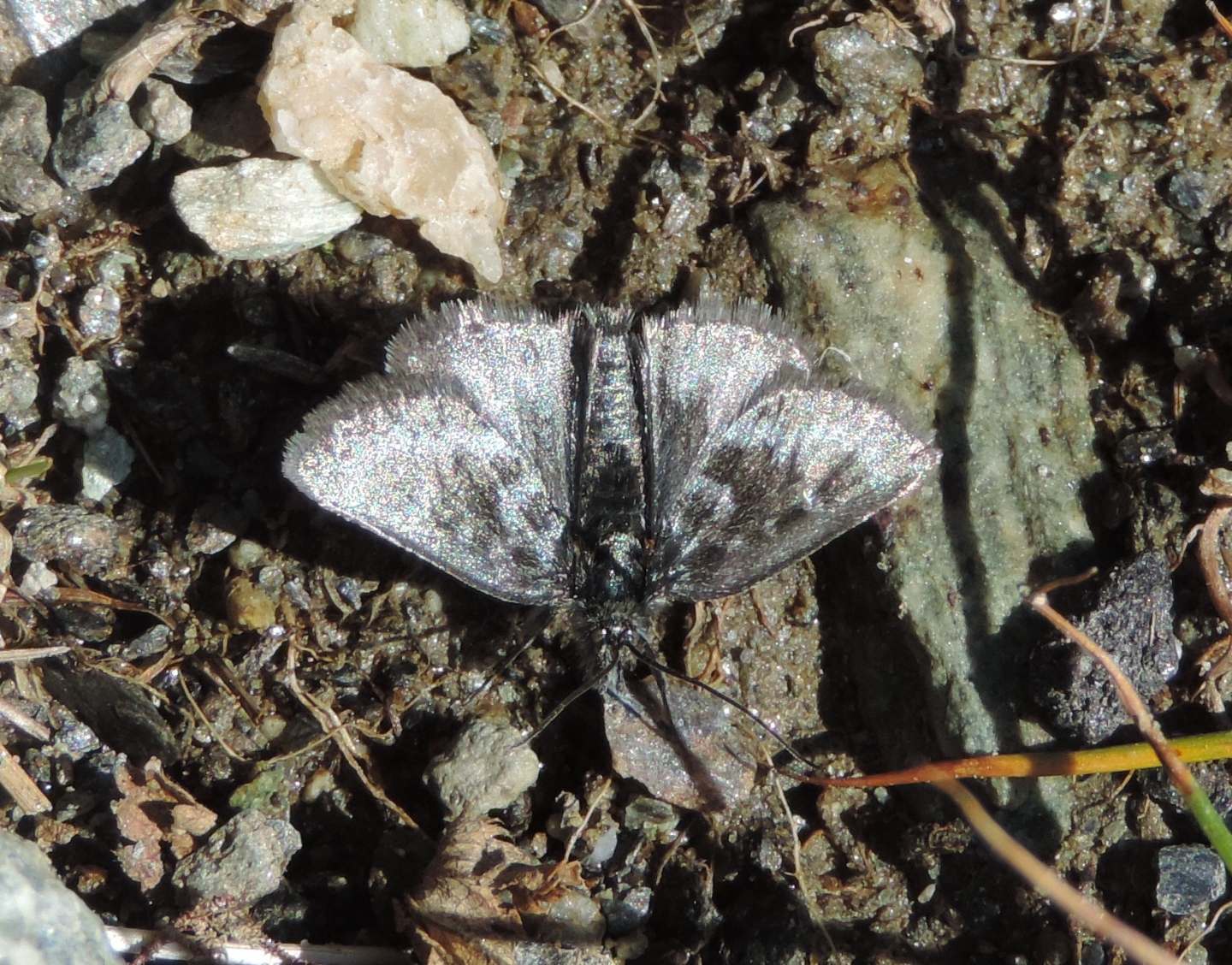 Metaxmeste phrygialis?