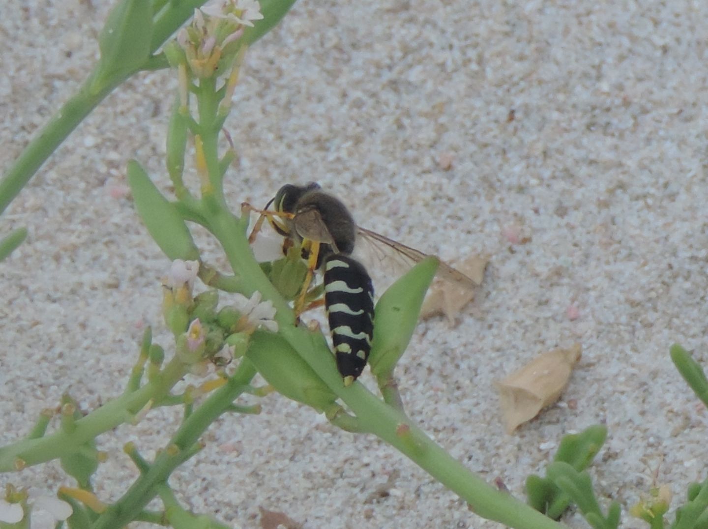 Crabronidae: Bembix oculata? no, i maschi sono di B. bidentata