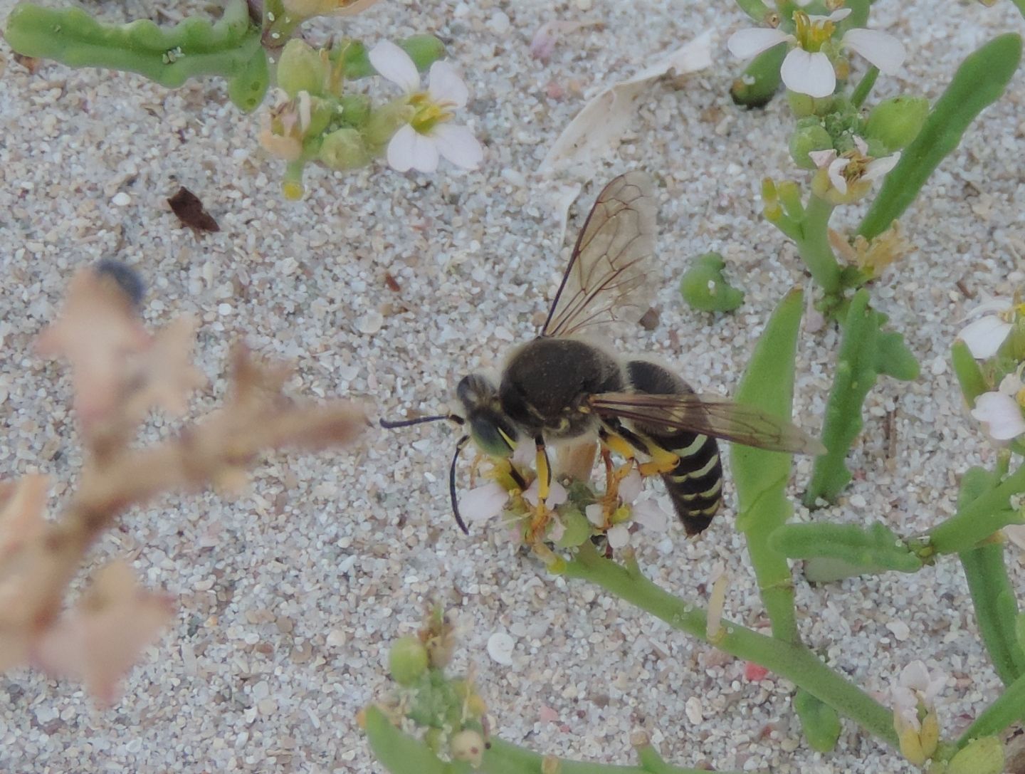 Crabronidae: Bembix oculata? no, i maschi sono di B. bidentata