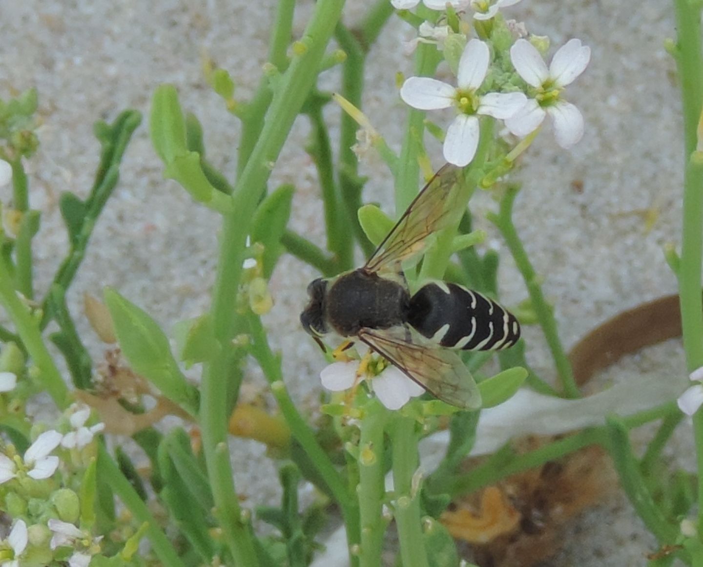 Crabronidae: Bembix oculata? no, i maschi sono di B. bidentata