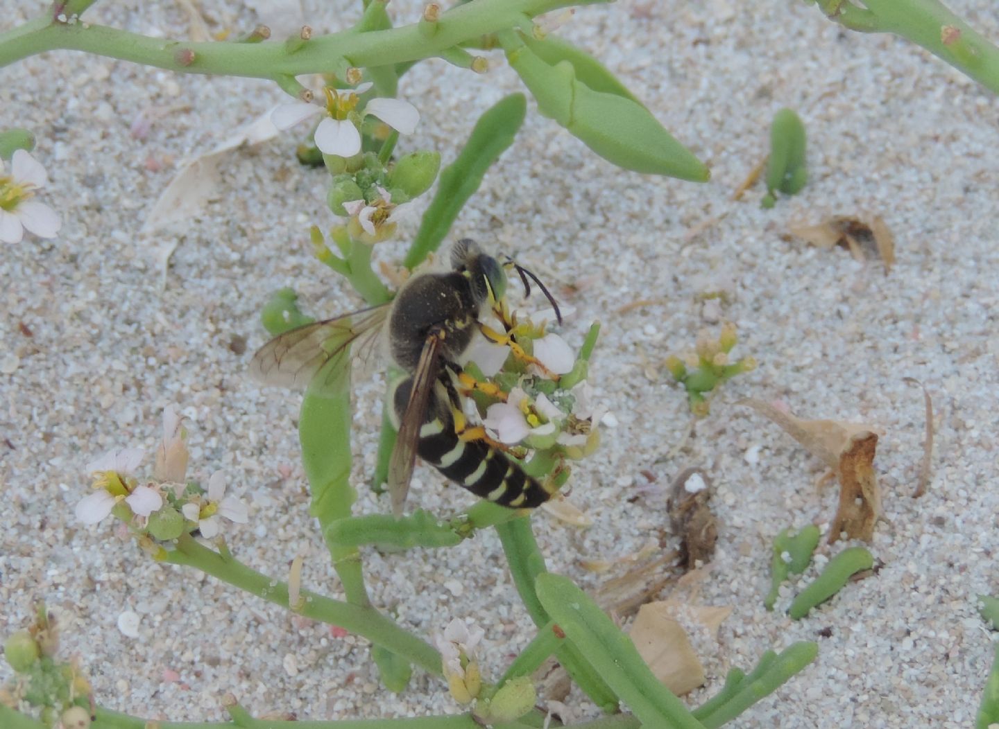 Crabronidae: Bembix oculata? no, i maschi sono di B. bidentata
