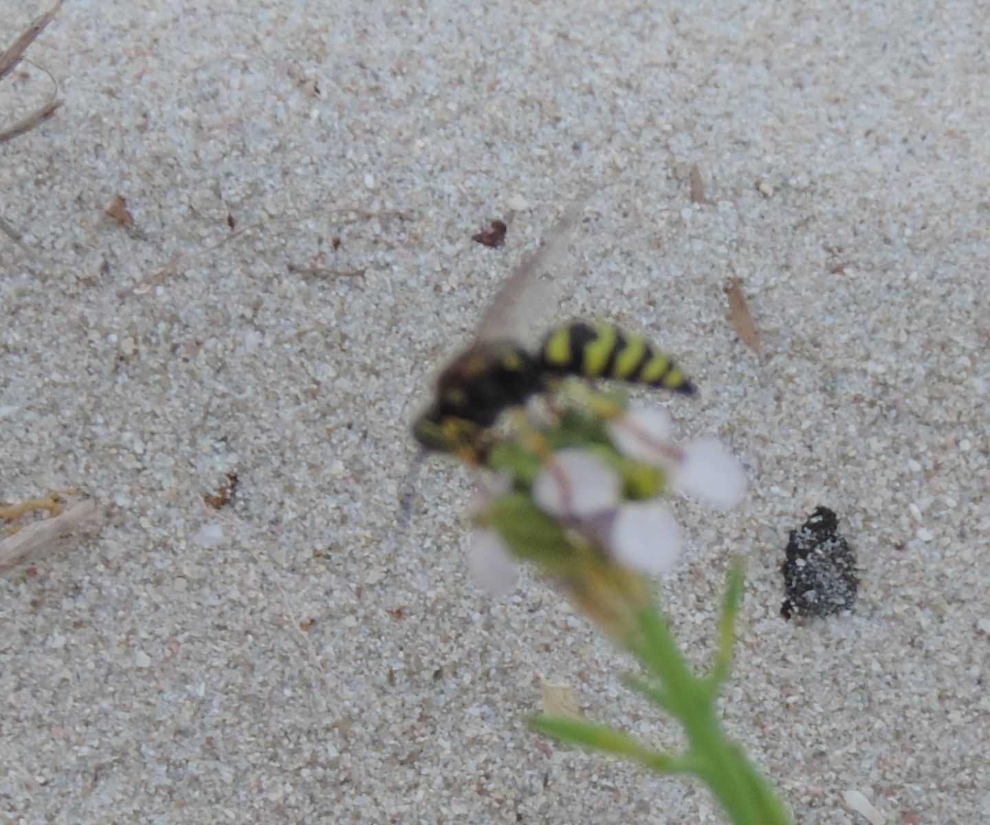 Crabronidae: Bembix oculata? no, i maschi sono di B. bidentata