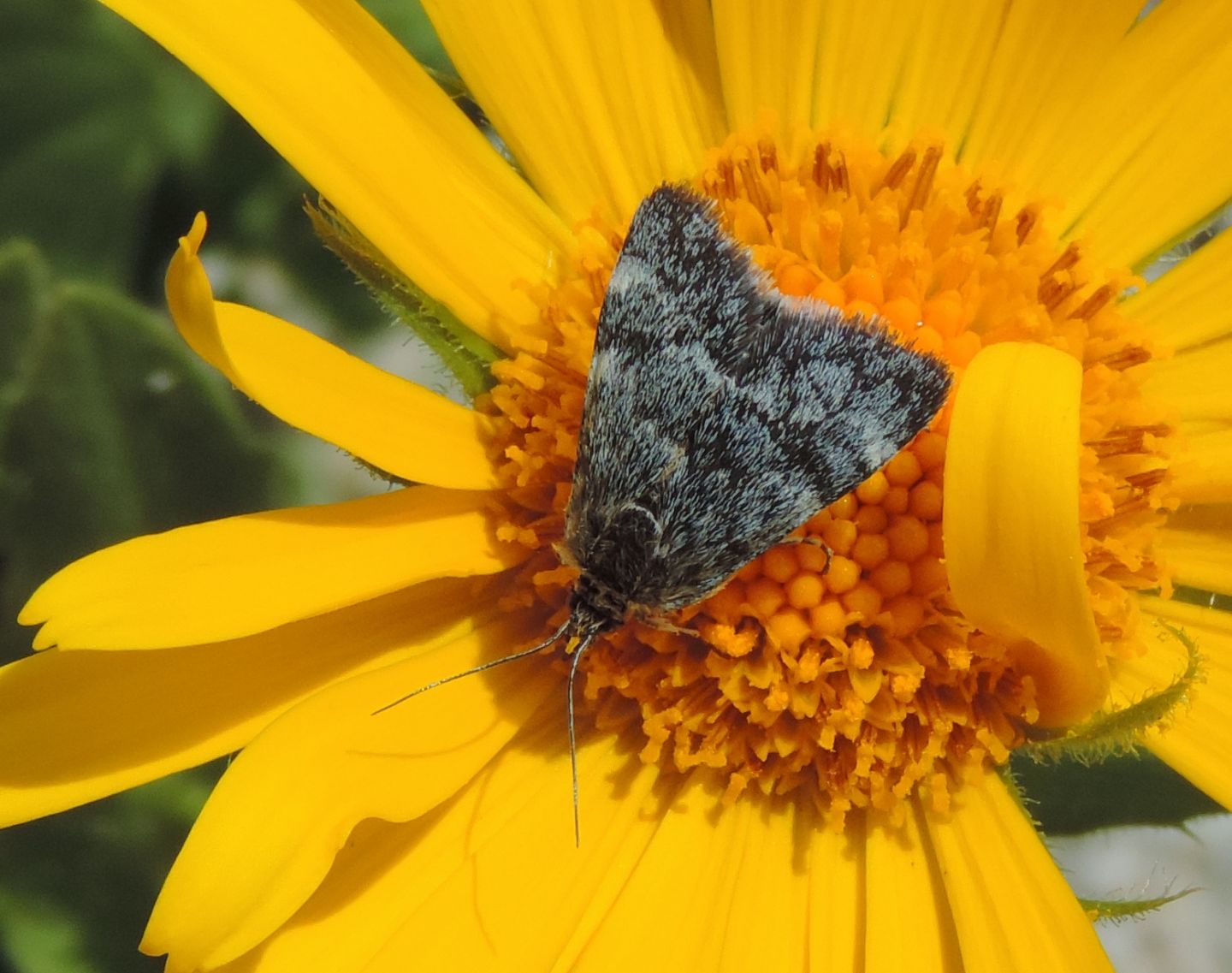 Orenaia? Cfr. Orenaia helveticalis - Crambidae