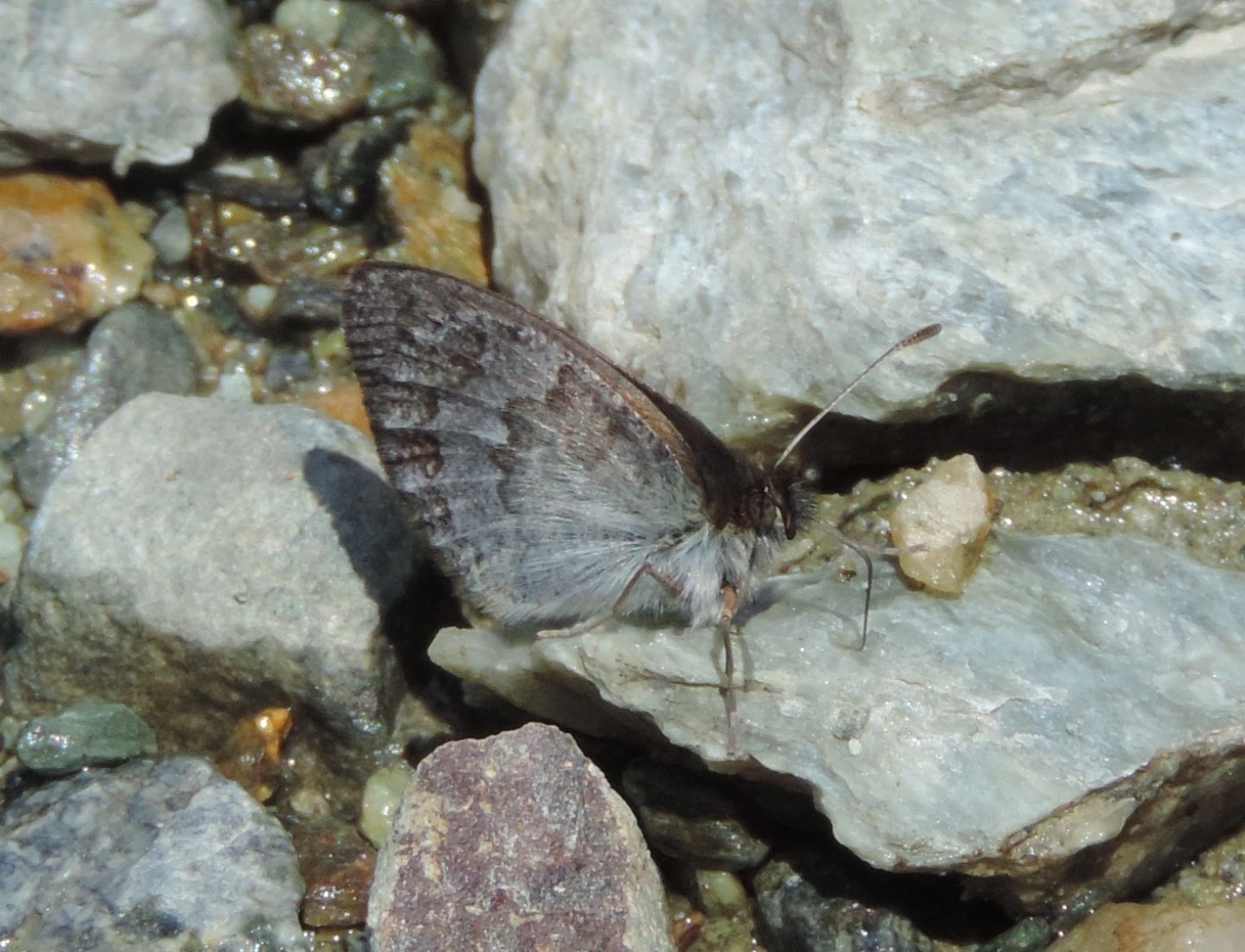 Erebia tyndarus? S
