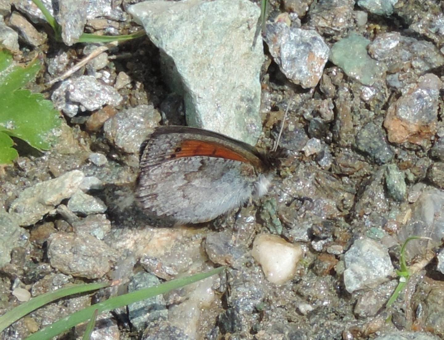 Erebia tyndarus? S