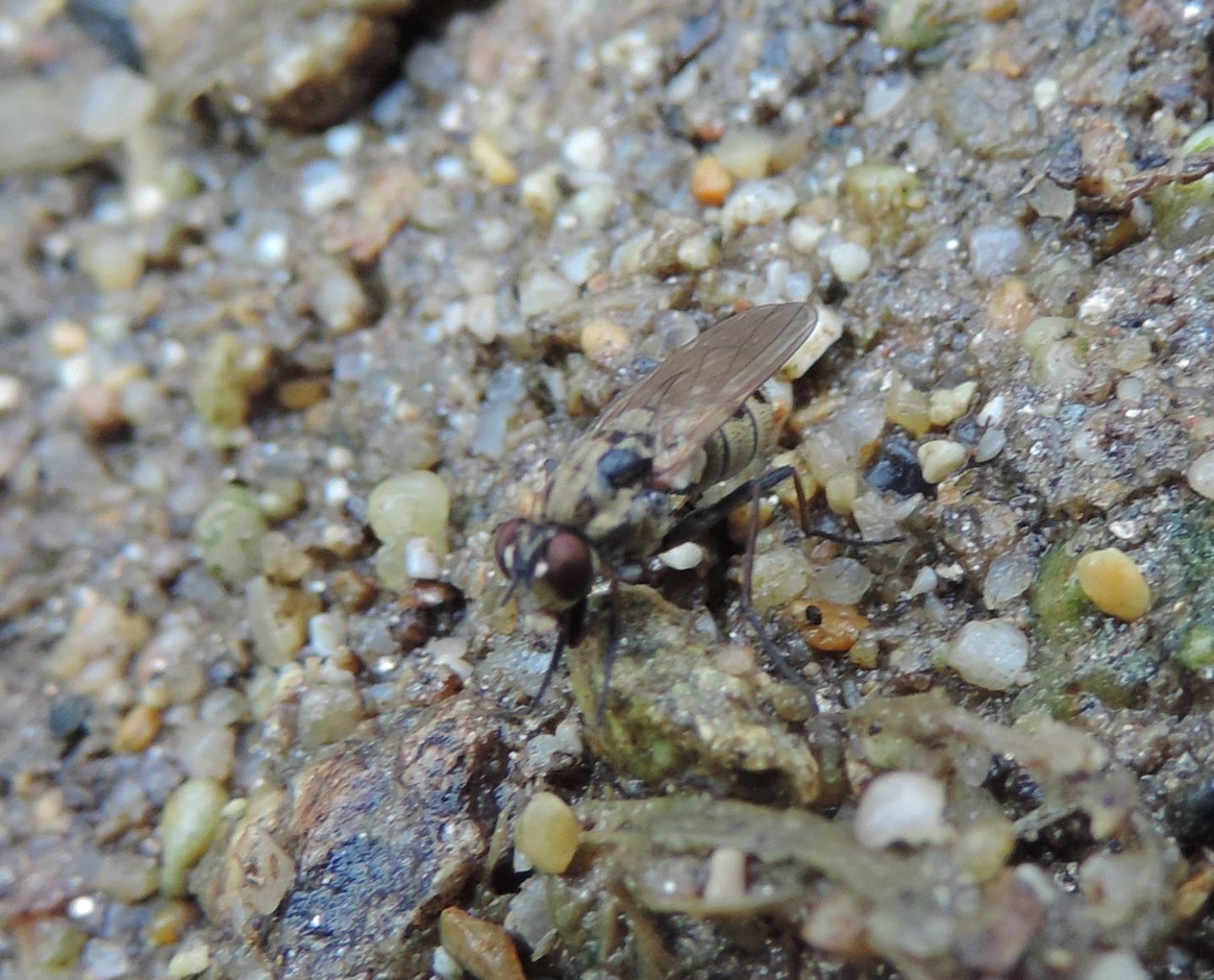 Anthomyiidae?  ...non determinabile