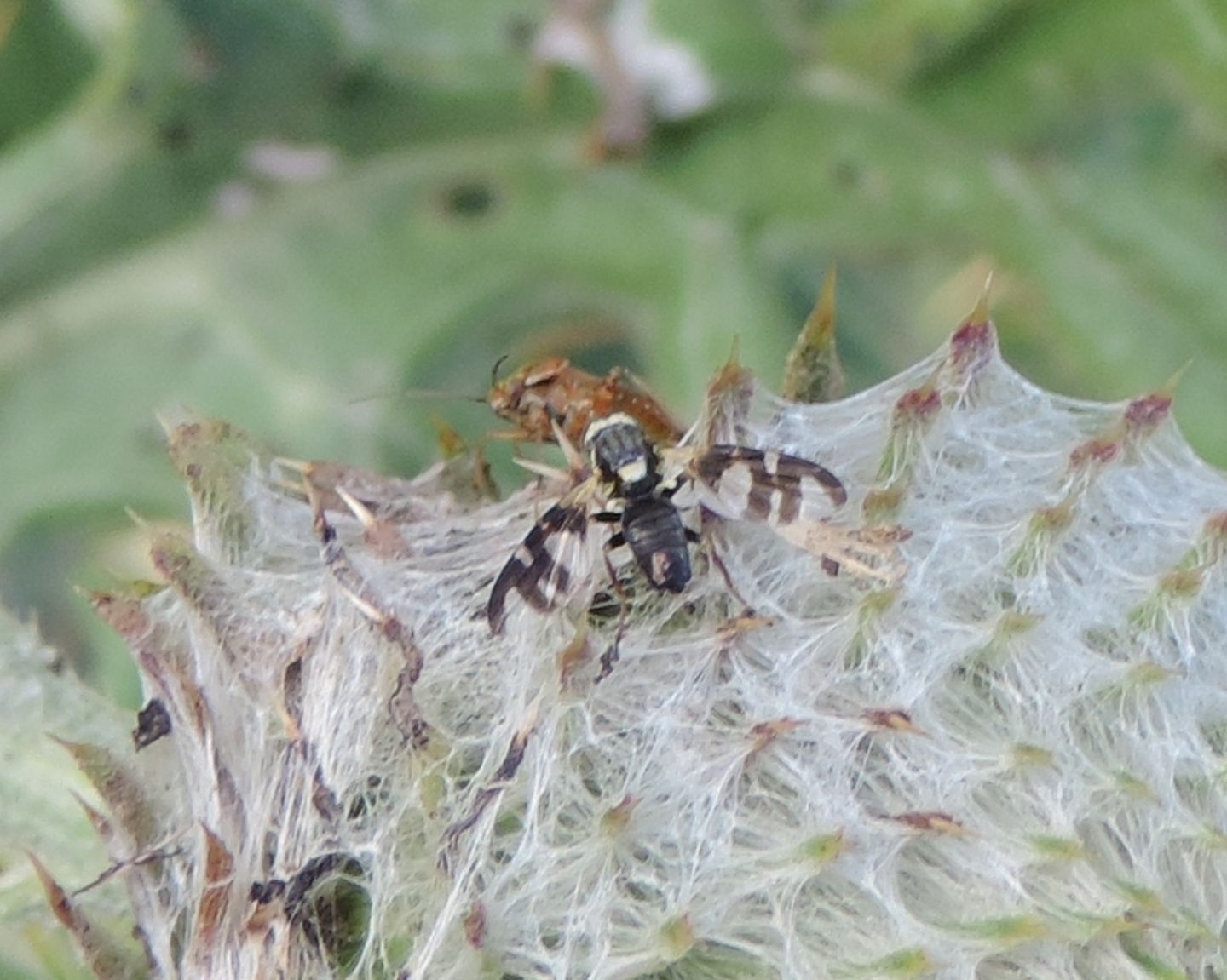 Tephritidae: Urophora terebrans?  S !