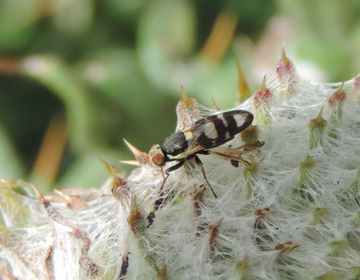 Tephritidae: Urophora terebrans?  S !