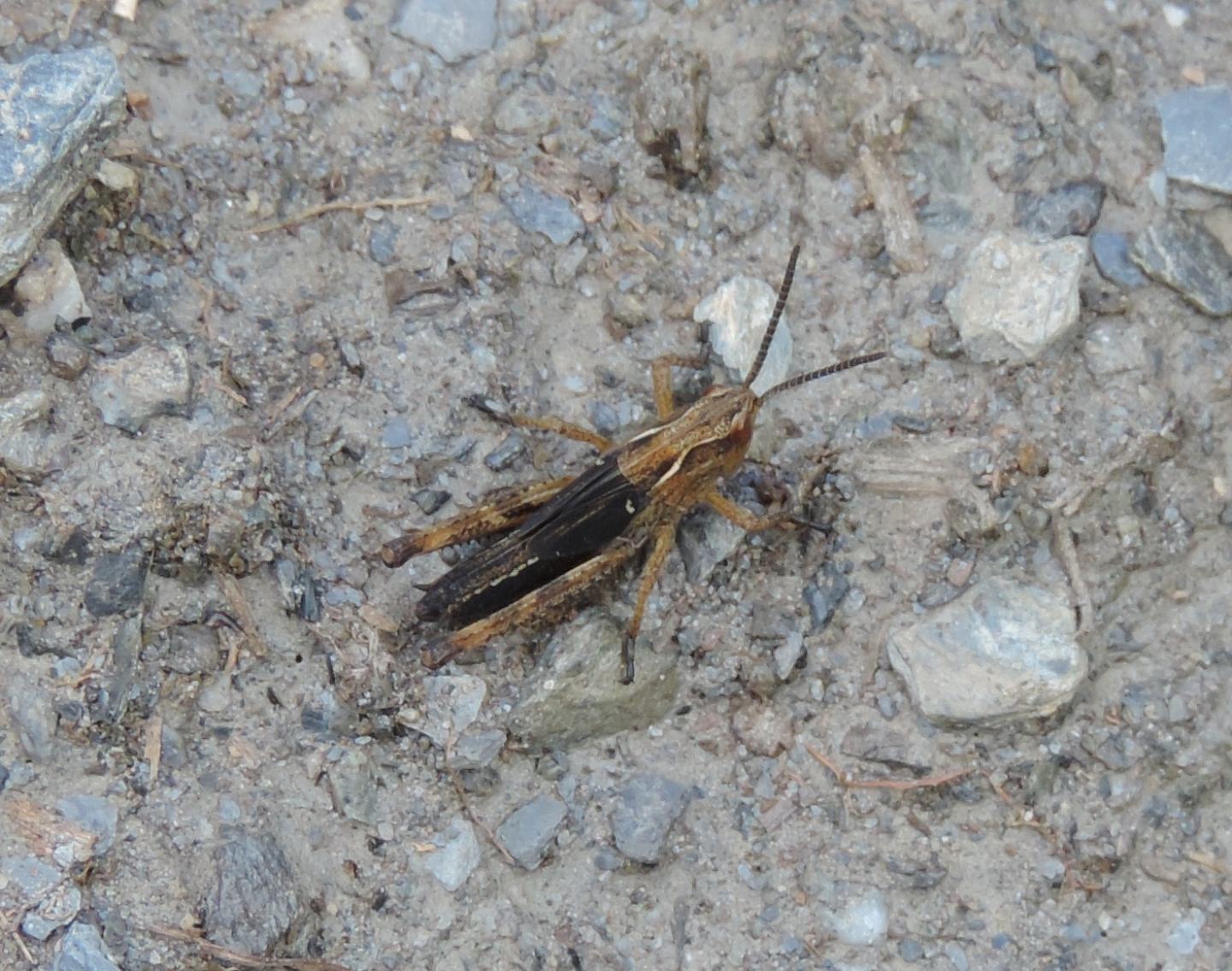 ninfa ... di Glyptobothrus sp.