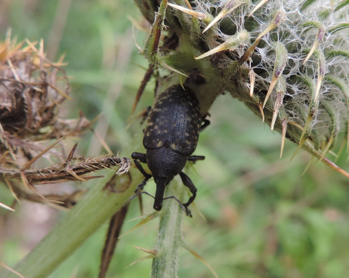 Curculionidae: Larinus sturnus?  S !