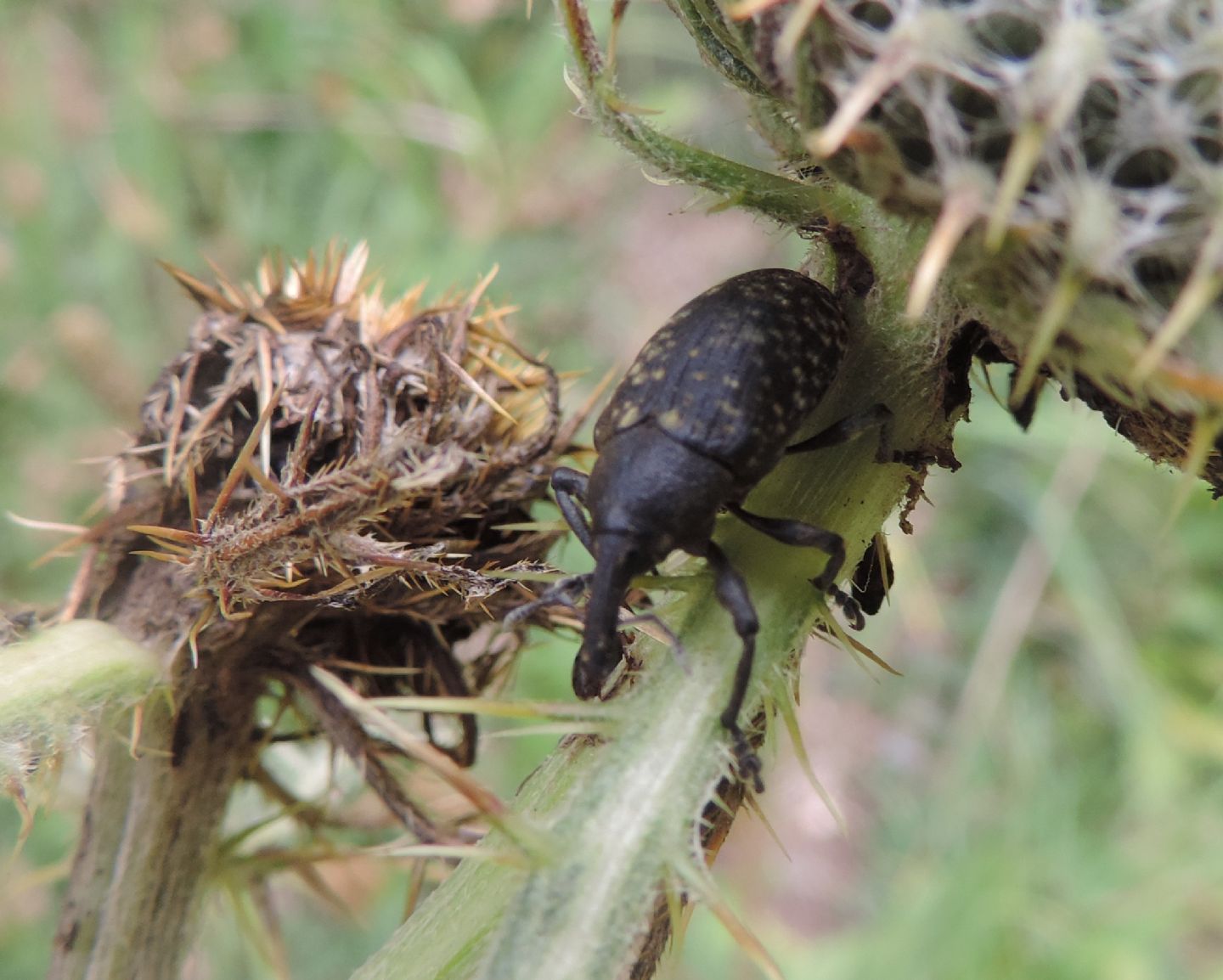 Curculionidae: Larinus sturnus?  S !