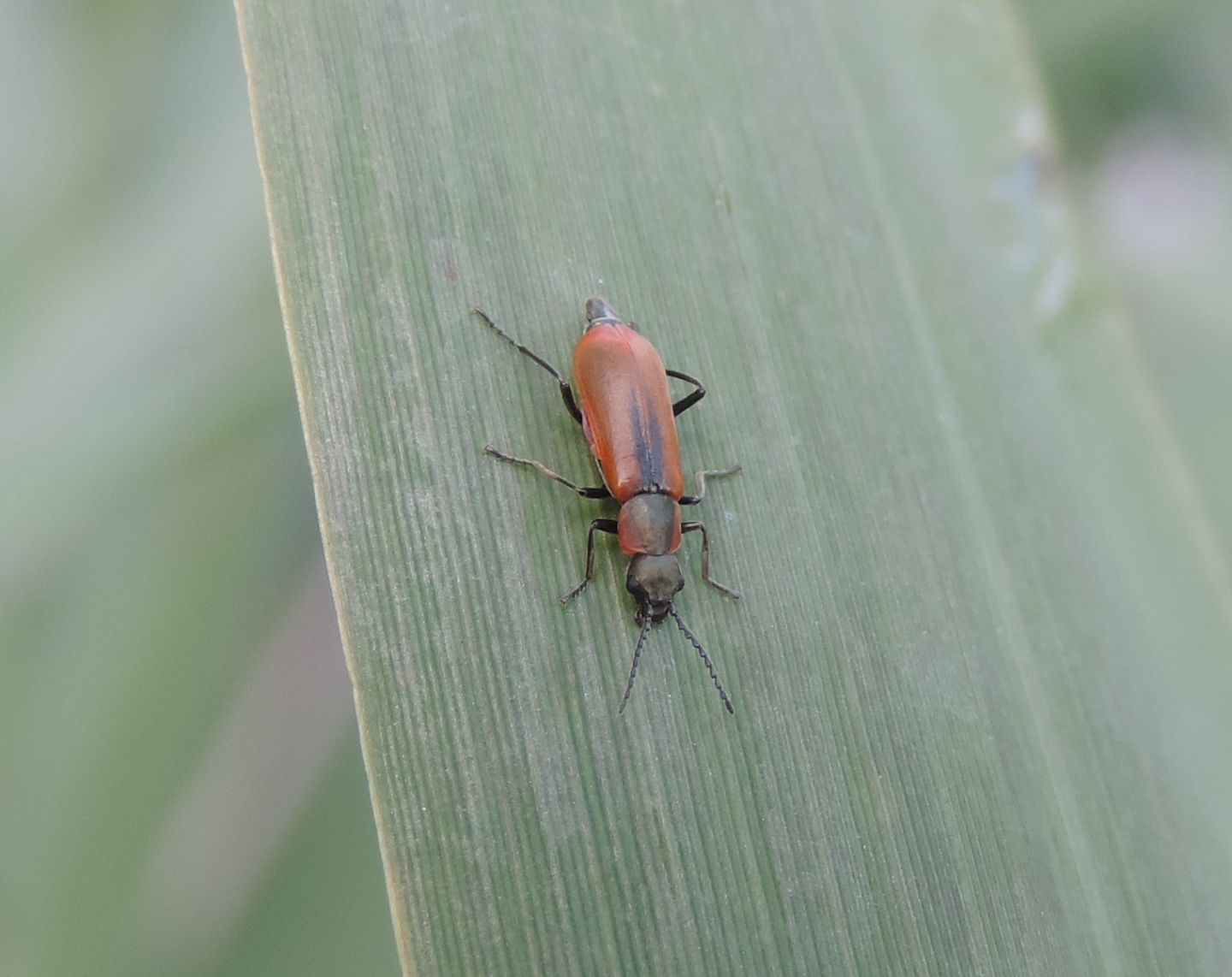 Malachiidae: Anthocomus rufus?  S, femmina