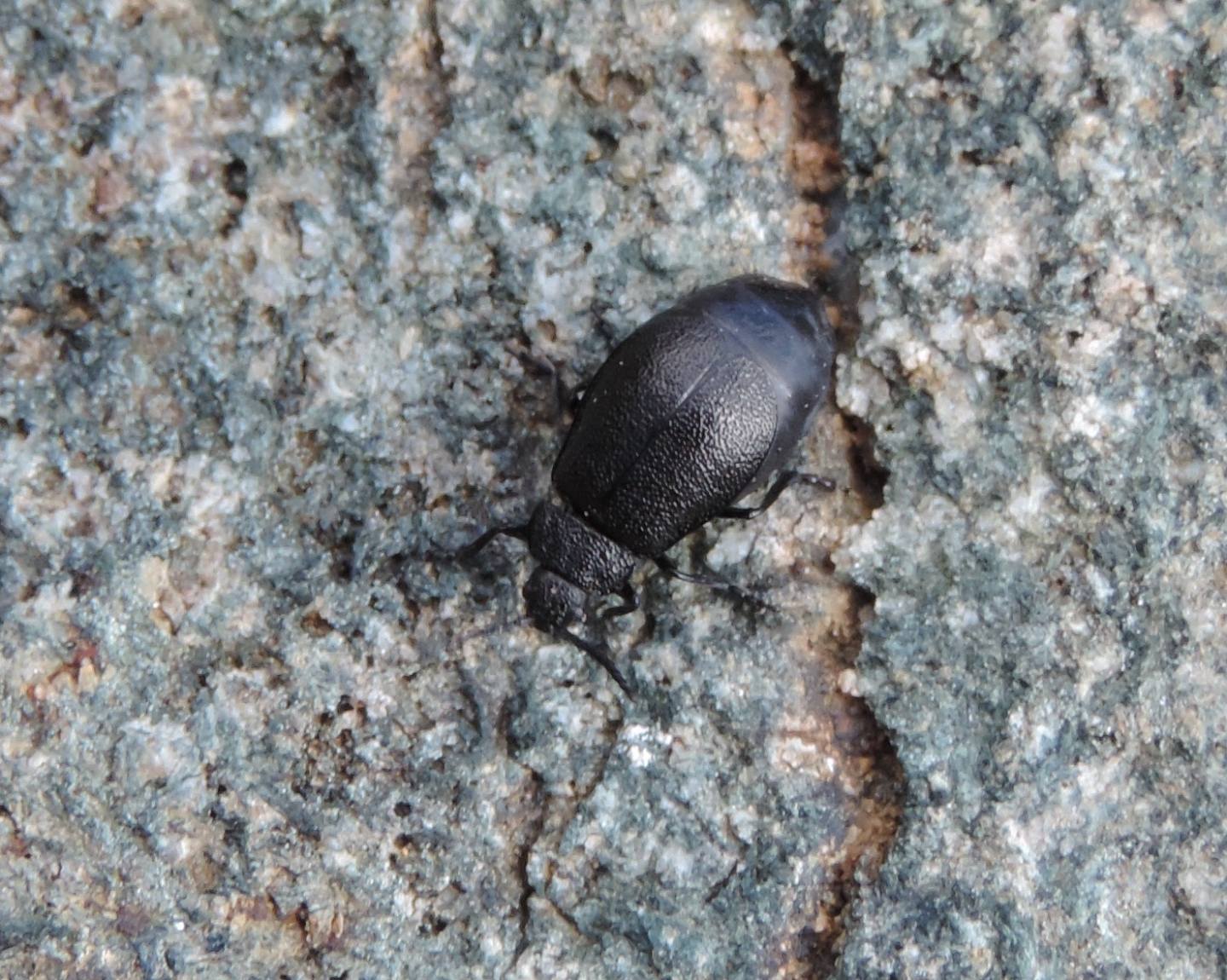 Chrysomelidae: Galeruca tanaceti? cfr. tanaceti