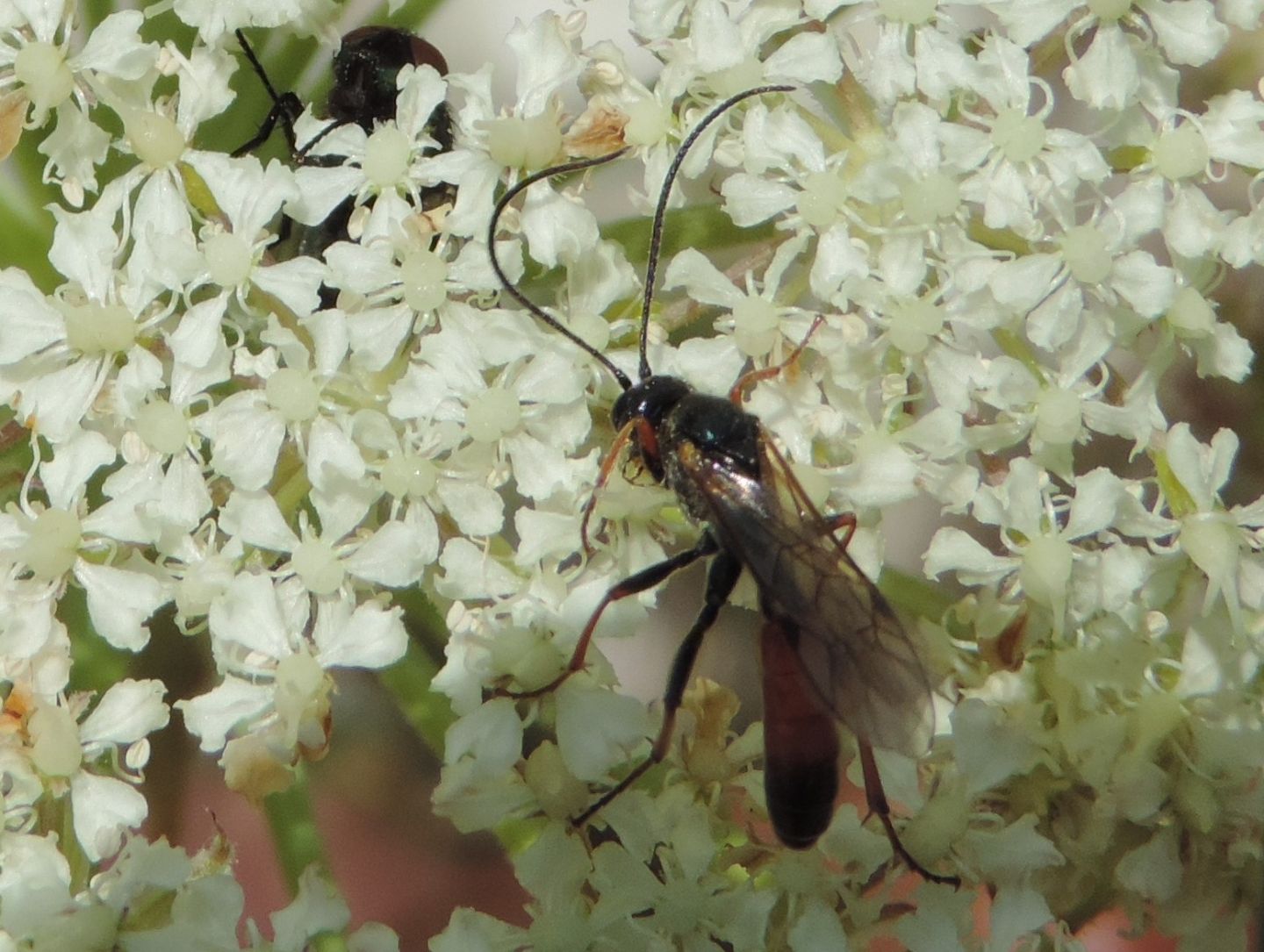 Ichneumonidae?
