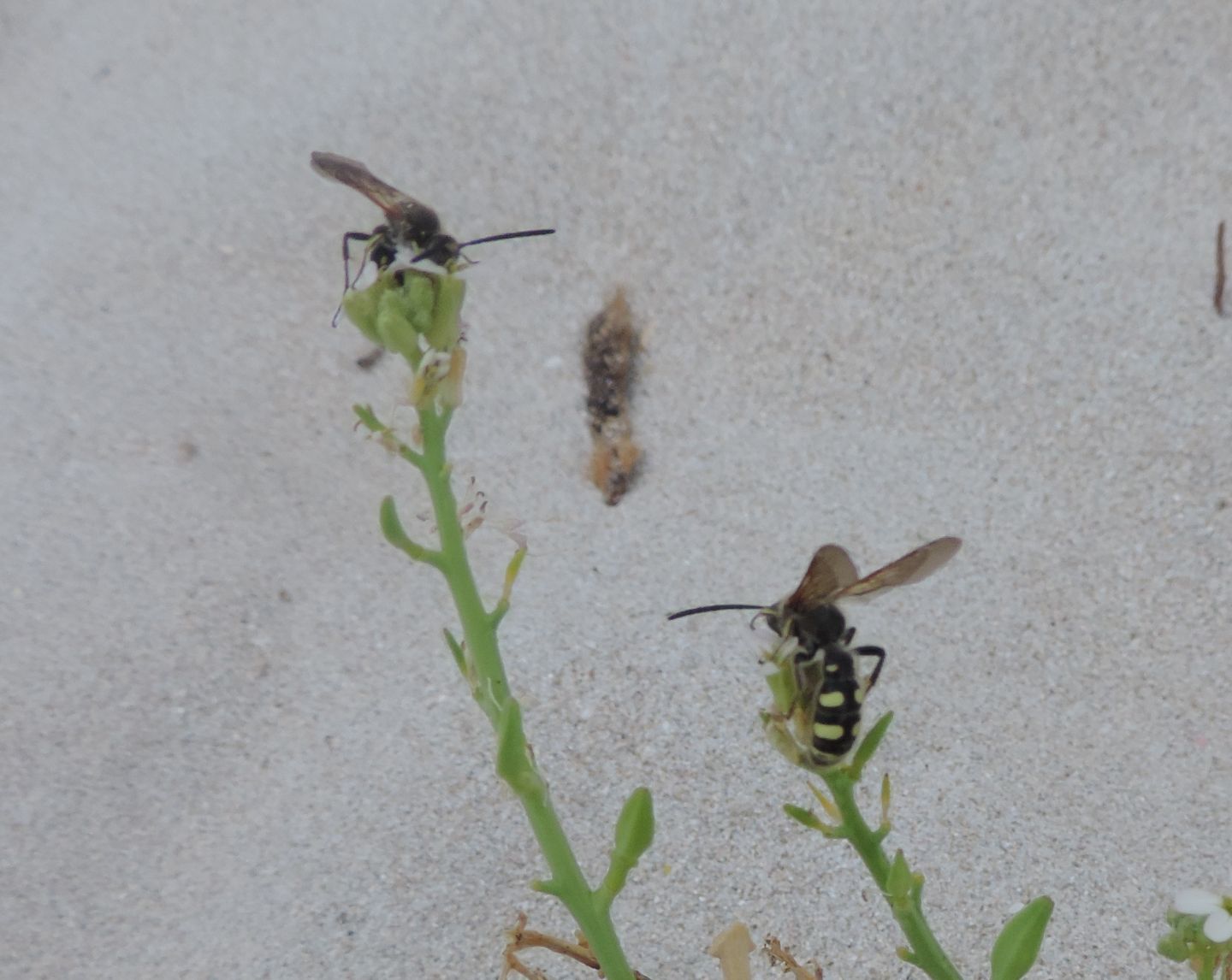 Colpa sexmaculata?  S, maschi