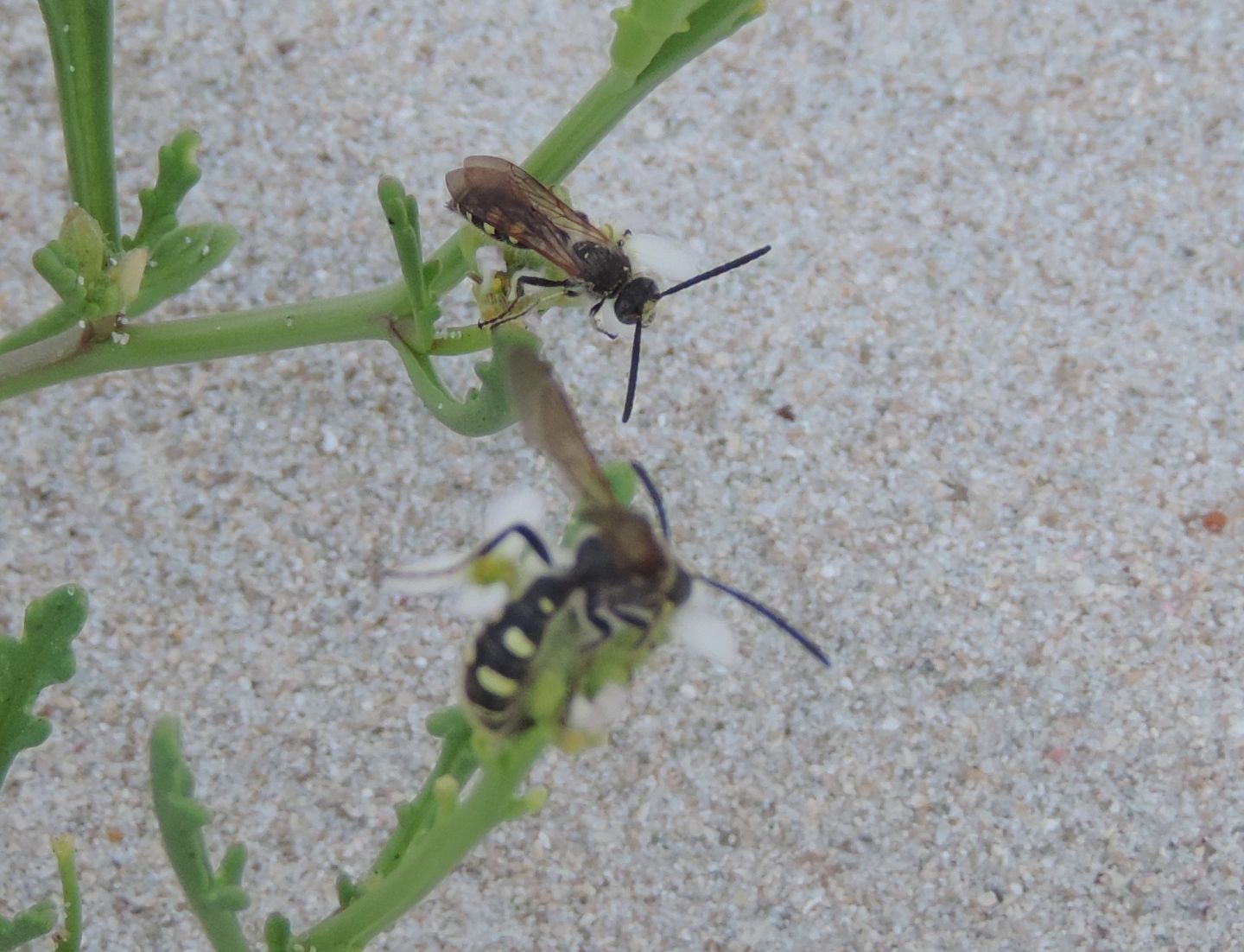 Colpa sexmaculata?  S, maschi