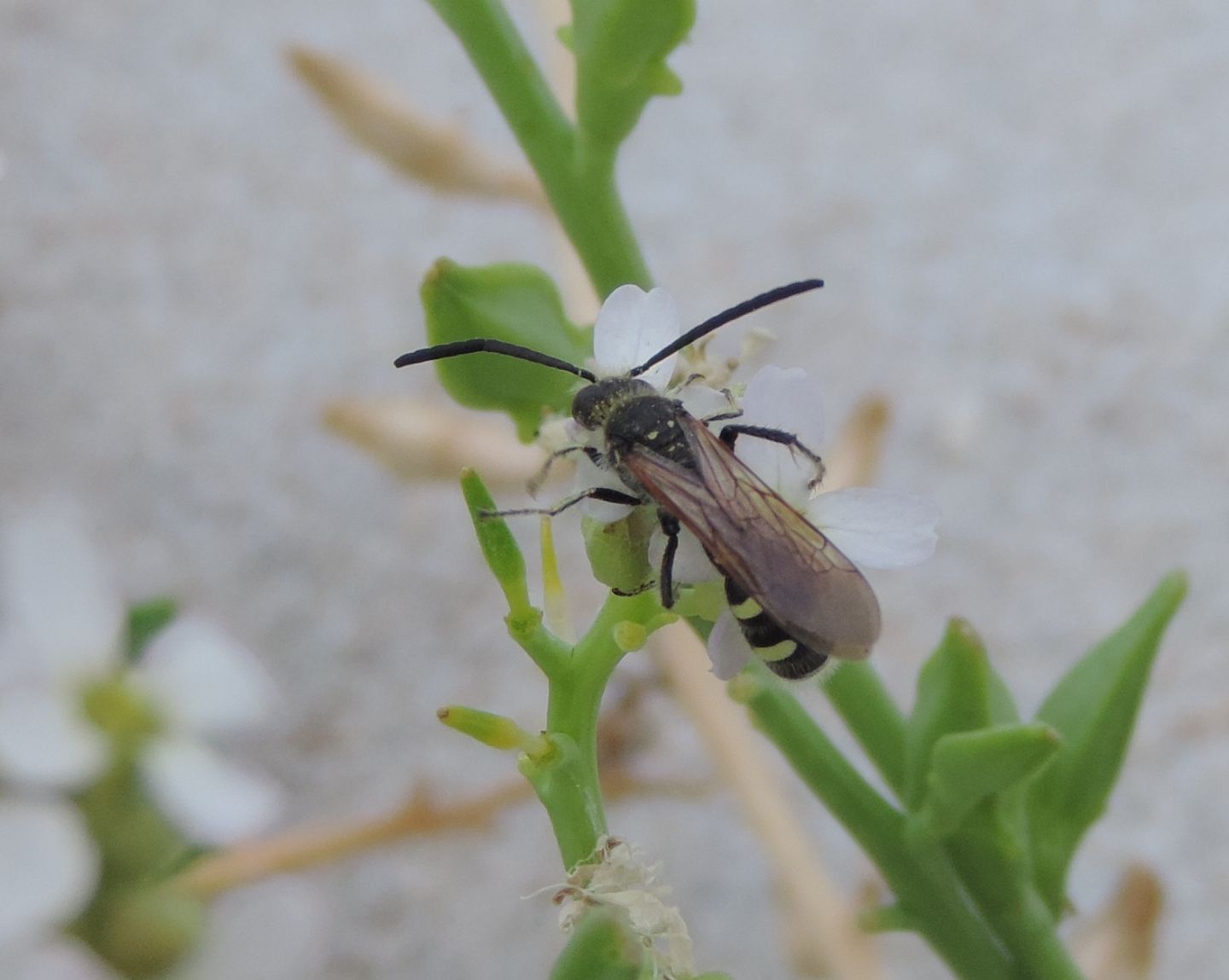 Colpa sexmaculata?  S, maschi