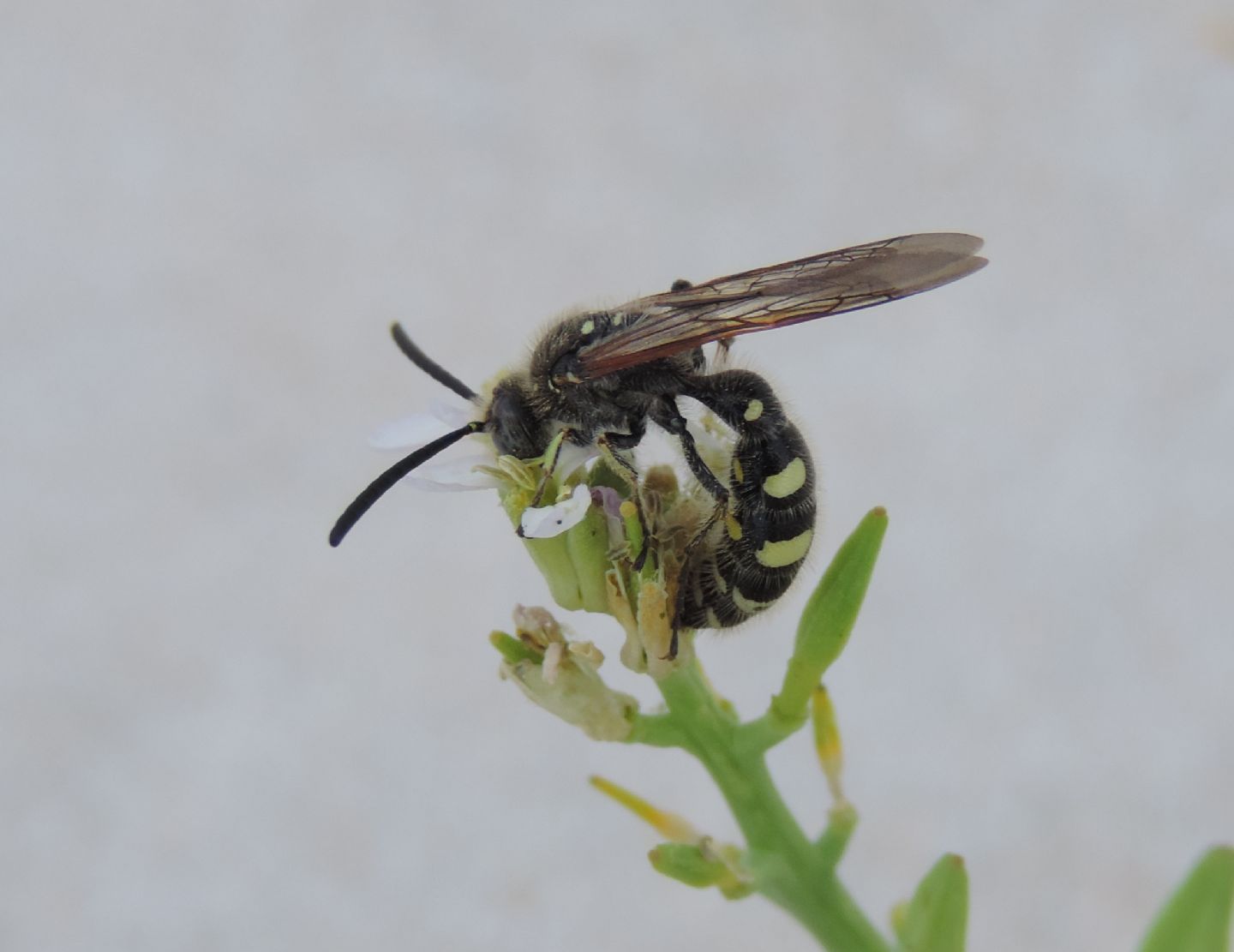 Colpa sexmaculata?  S, maschi