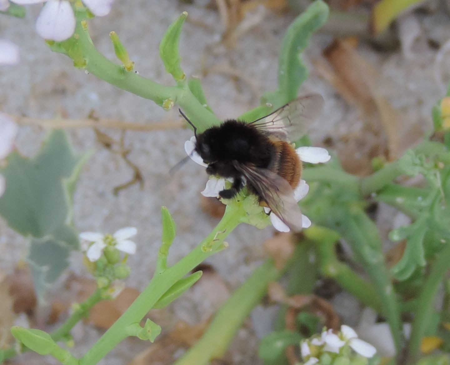 Bombus dalla Corsica: Bombus pereziellus, femmina