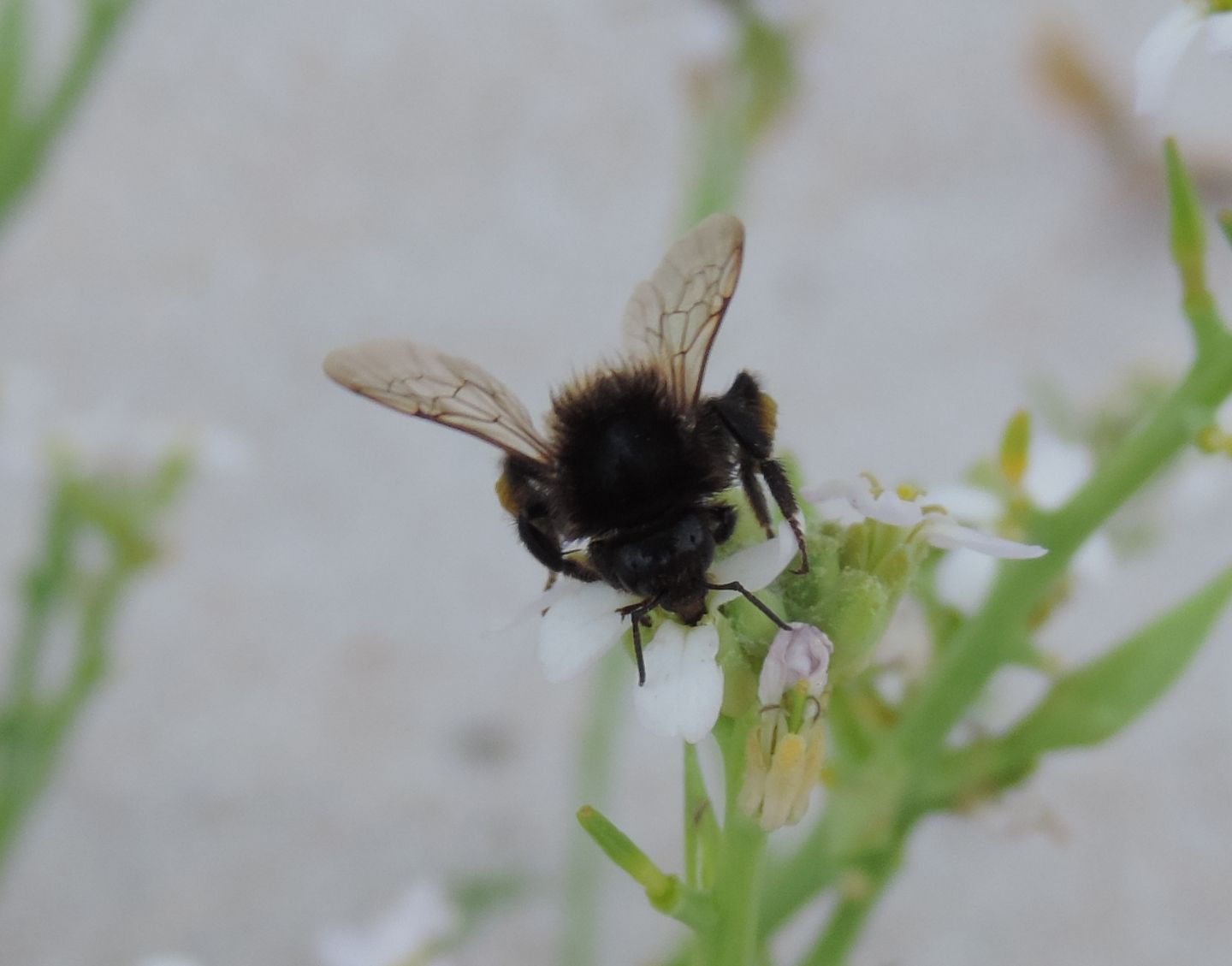 Bombus dalla Corsica: Bombus pereziellus, femmina