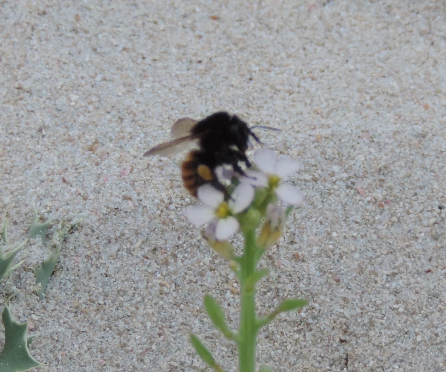 Bombus dalla Corsica: Bombus pereziellus, femmina