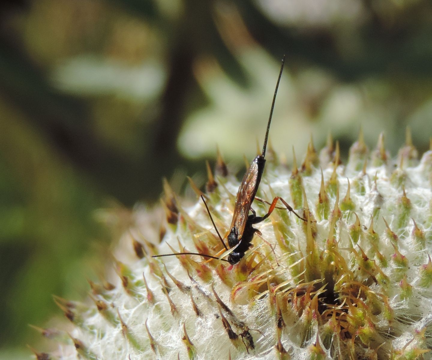 Braconidae legato a Cirsium?