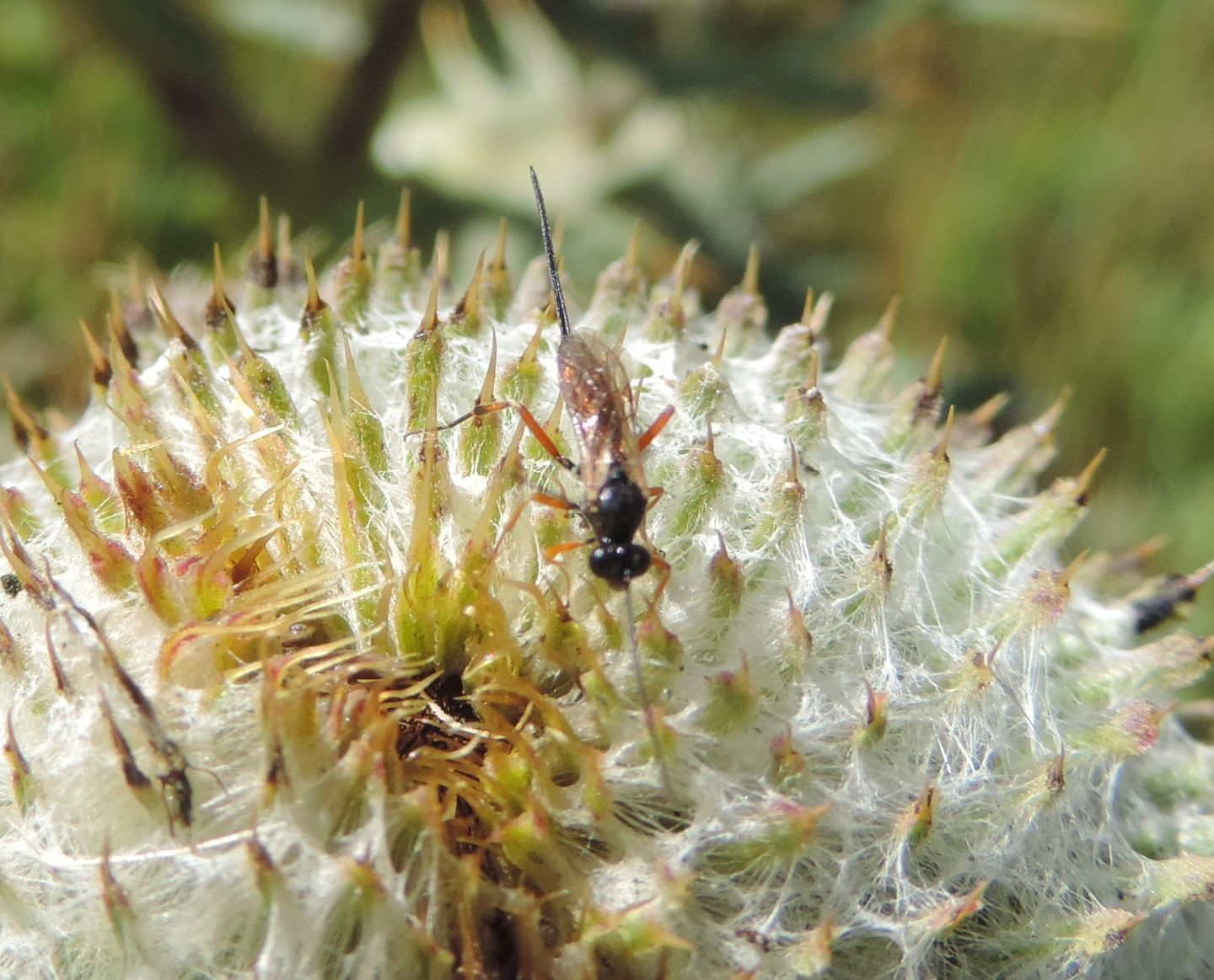 Braconidae legato a Cirsium?