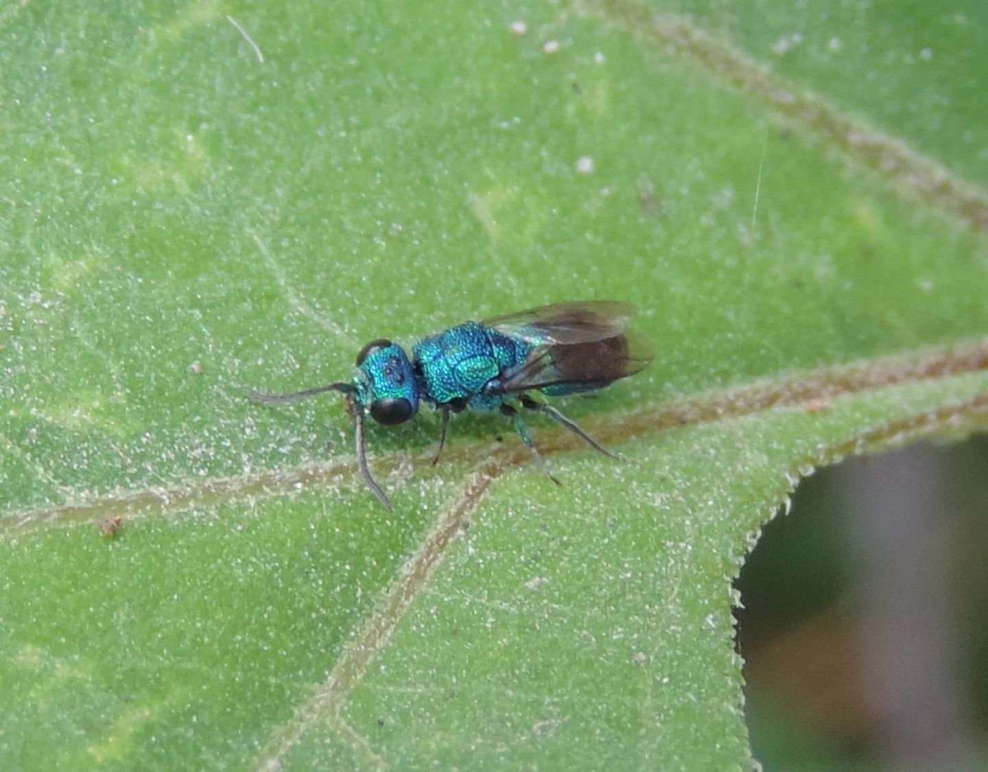 Chrysididae dalla Corsica: Hedychridium monochroum