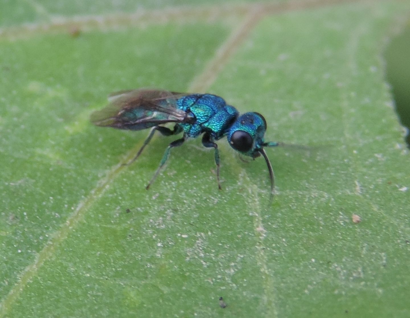 Chrysididae dalla Corsica: Hedychridium monochroum