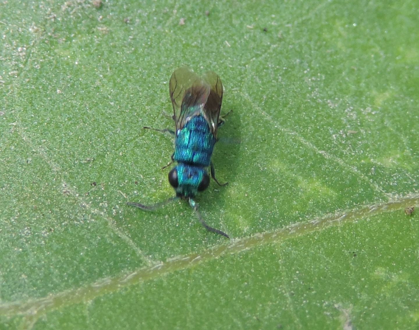 Chrysididae dalla Corsica: Hedychridium monochroum