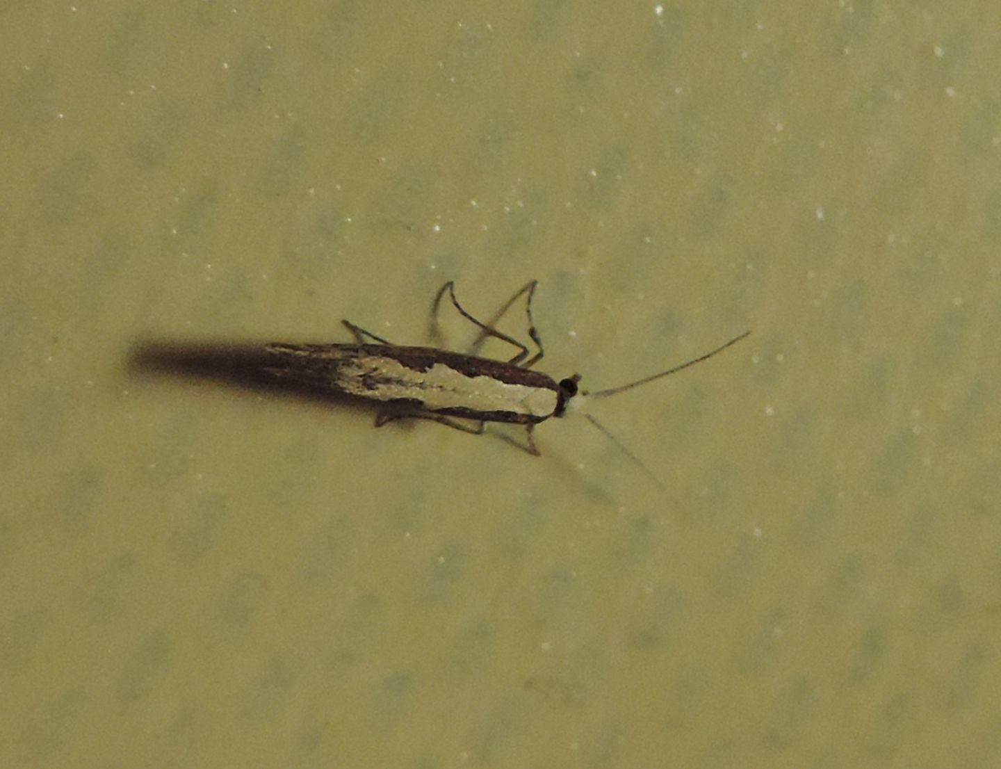 Dialectica scalariella? No, Plutella xylostella - Plutellidae