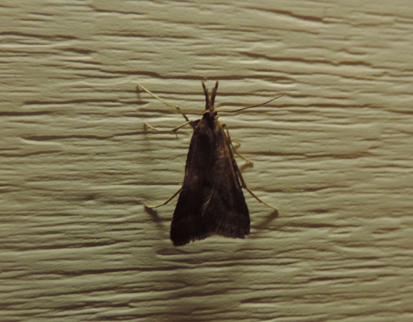 Pyralidae: Synaphe punctalis? S !