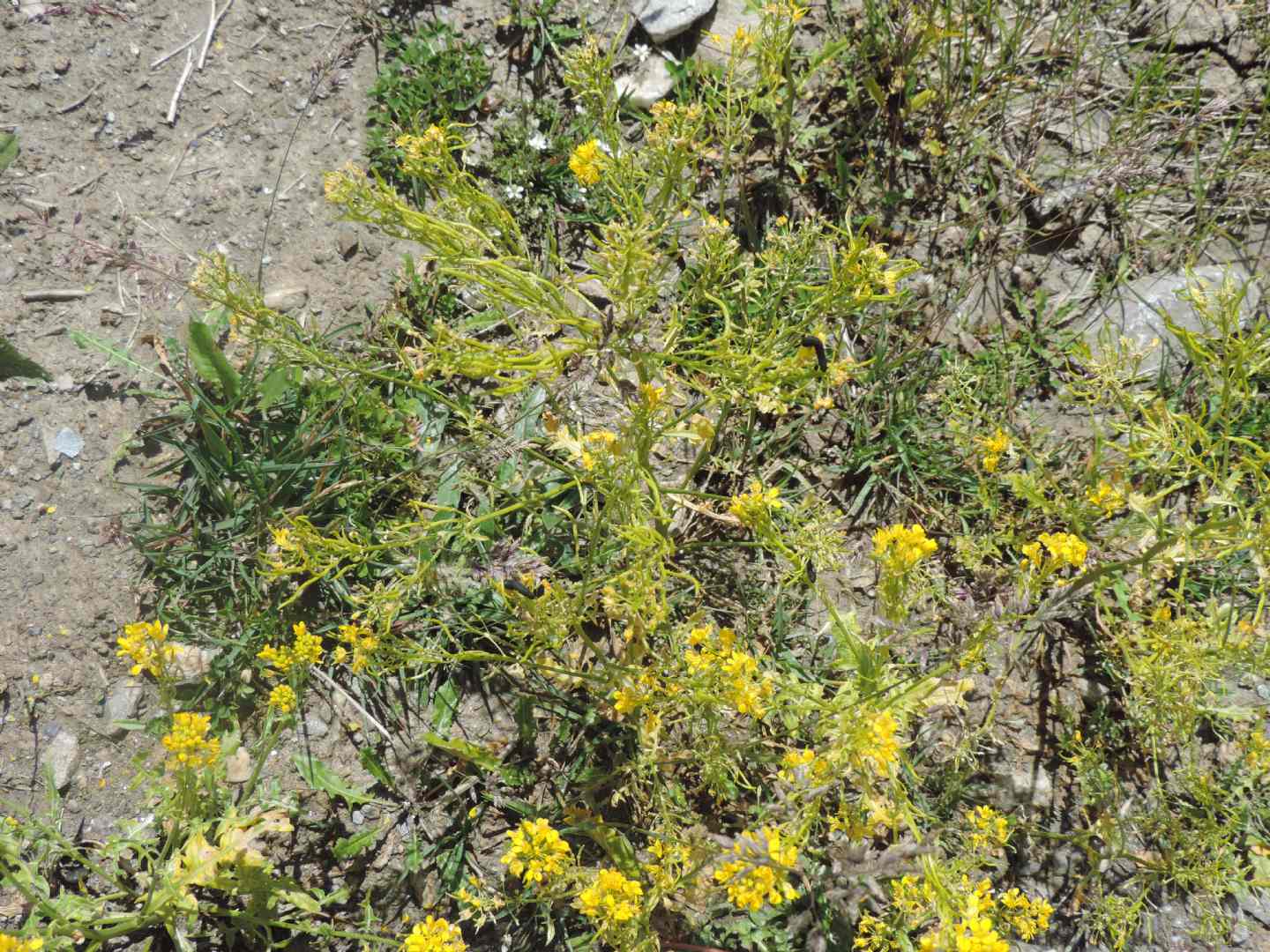 Bruchi neri d''alta quota
