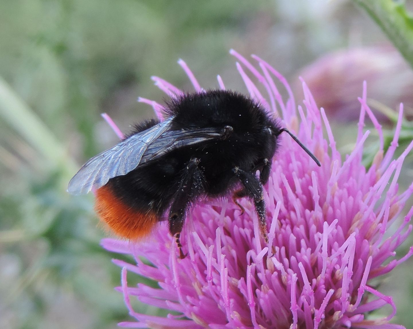 Bombus lapidarius?