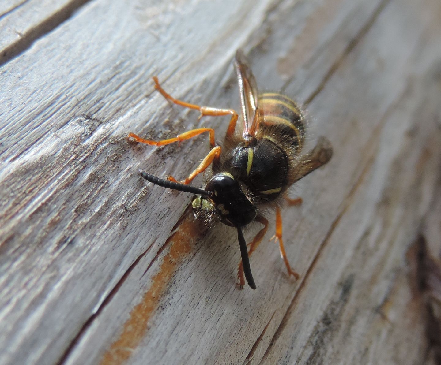 Vespidae: Dolichovespula norwegica? S, operaia