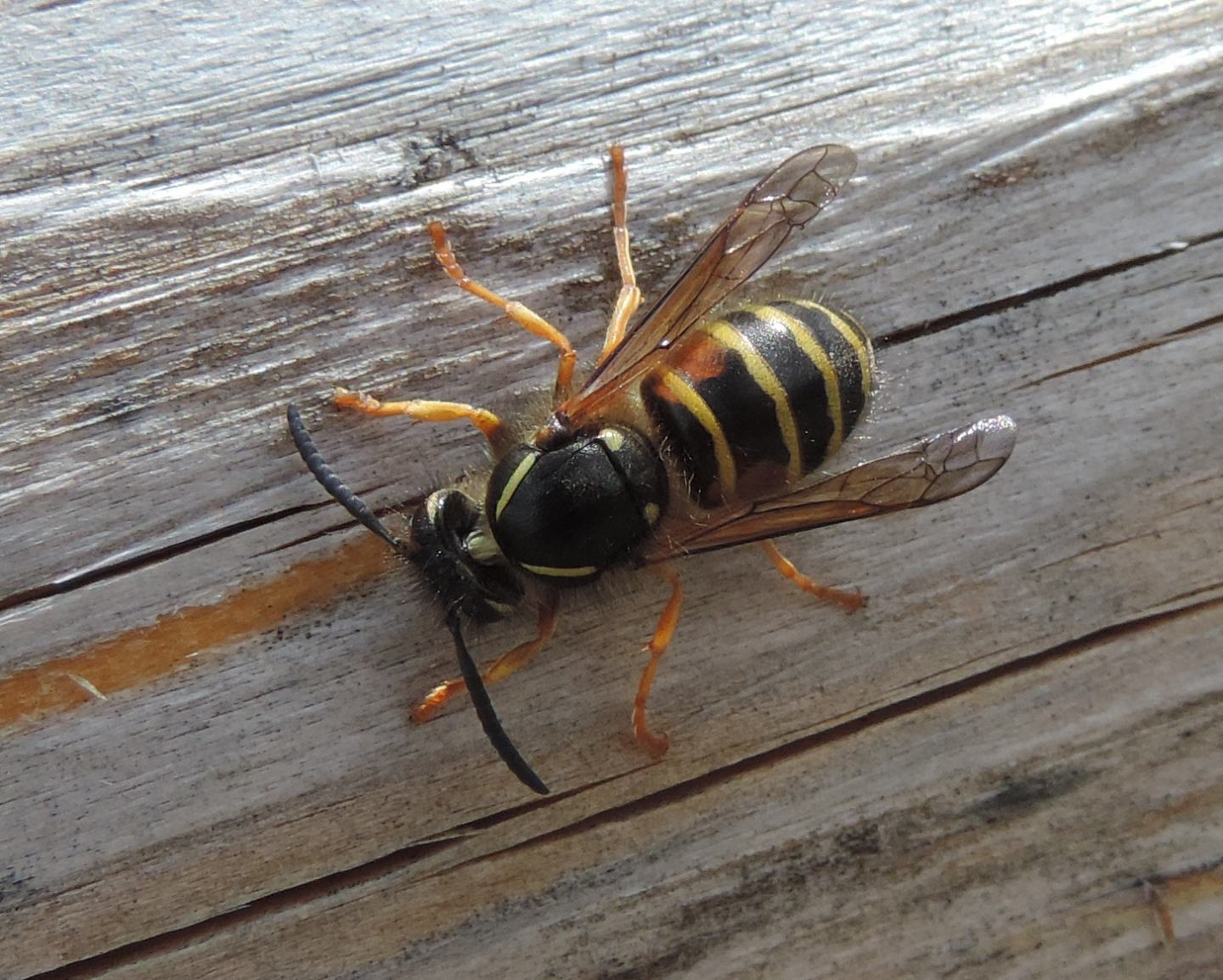 Vespidae: Dolichovespula norwegica? S, operaia