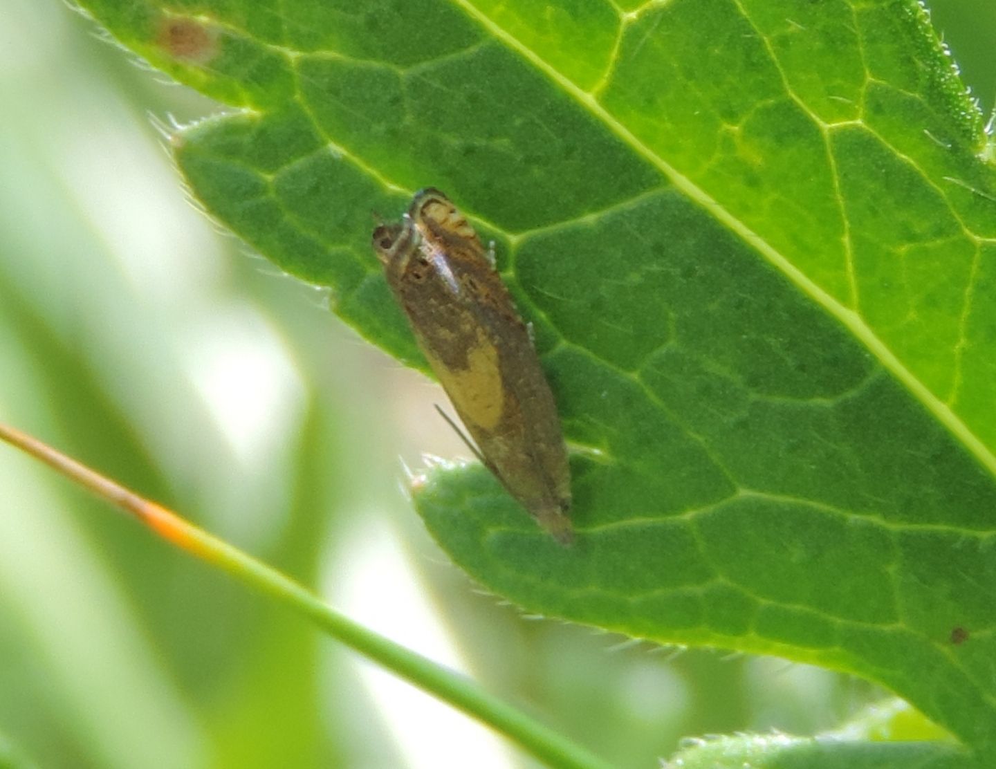 Dichrorampha petiverella? No, Dichrorampha sp.