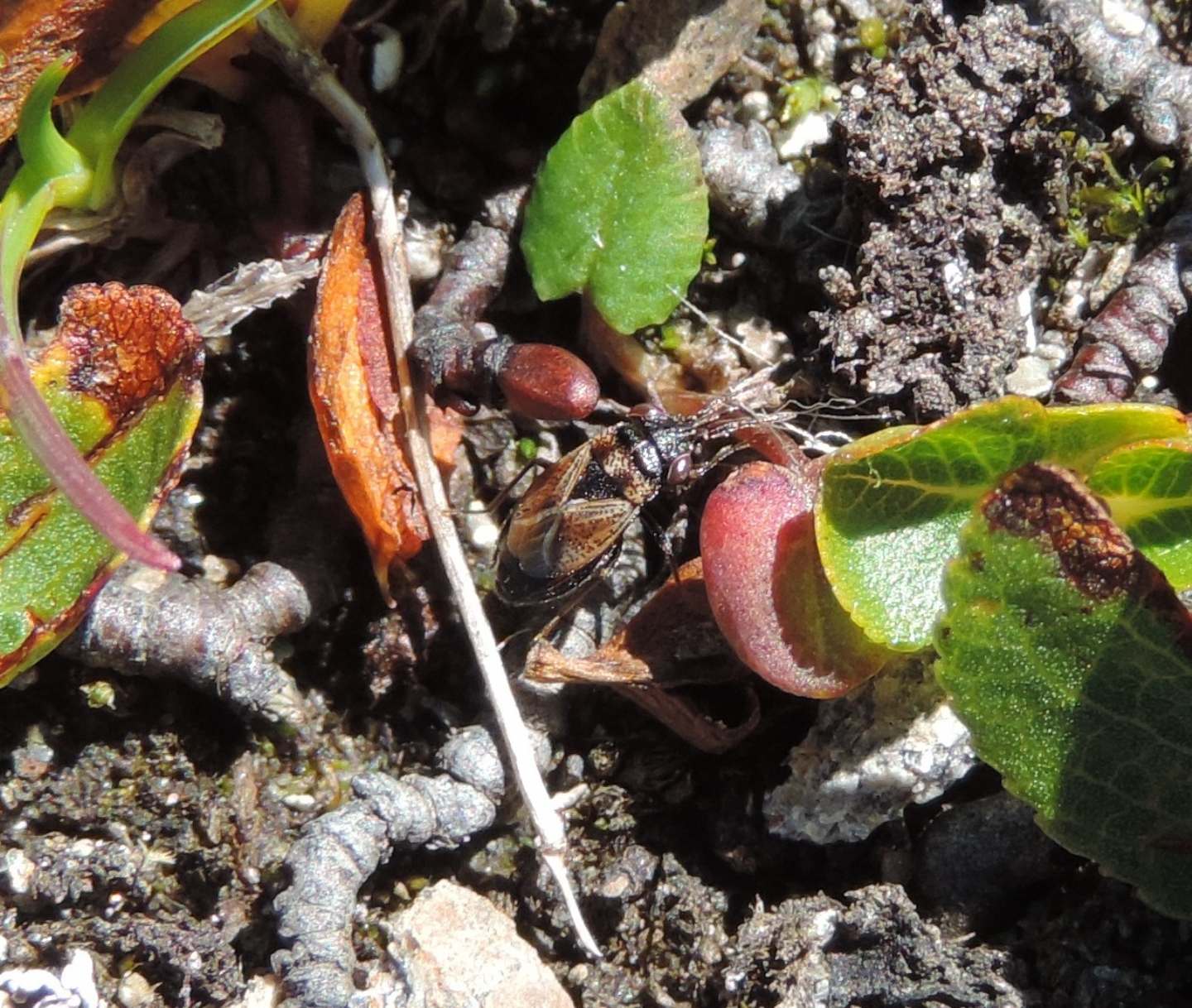 Lygaeidae: Geocoris lapponicus